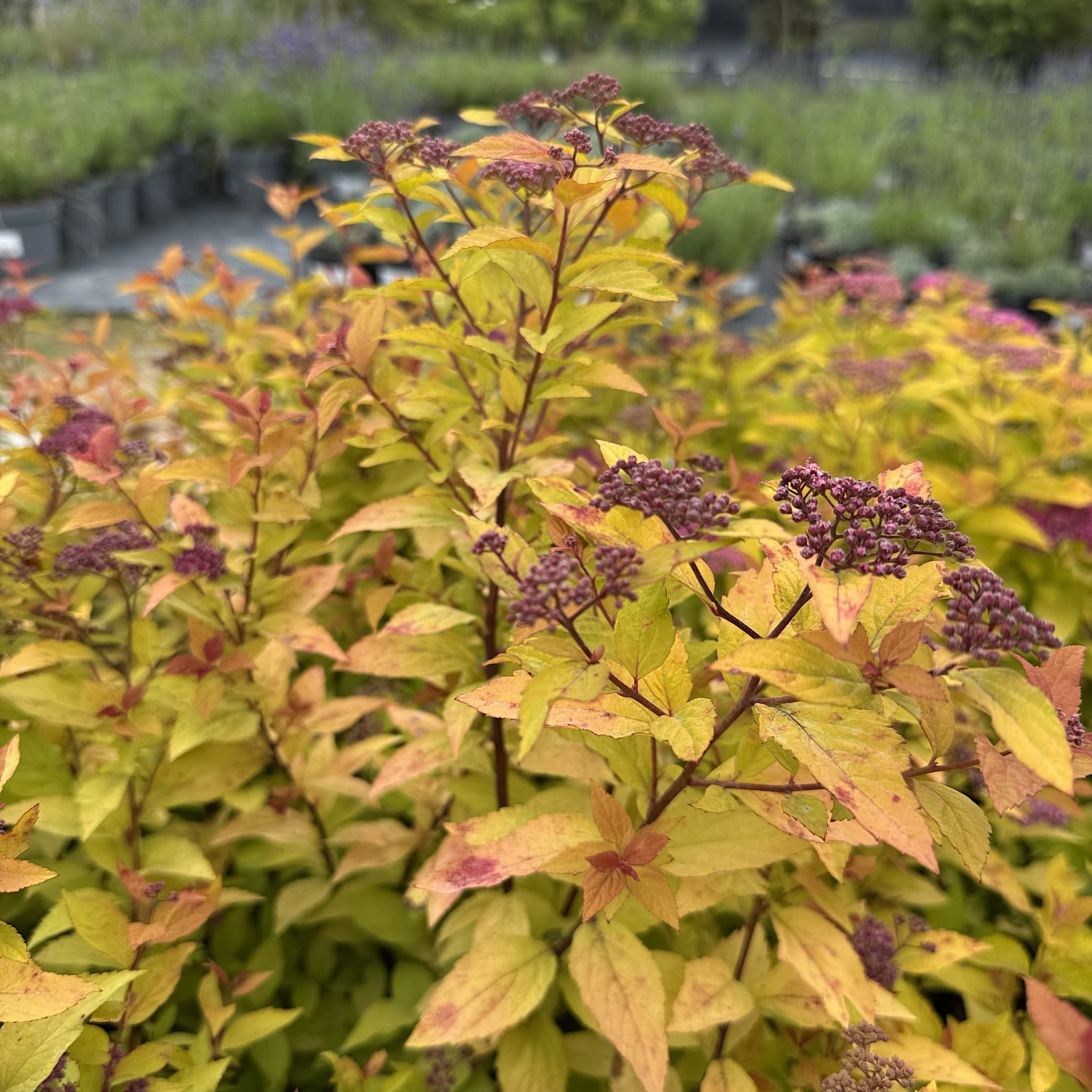 Spiraea japonica 'Firelight'