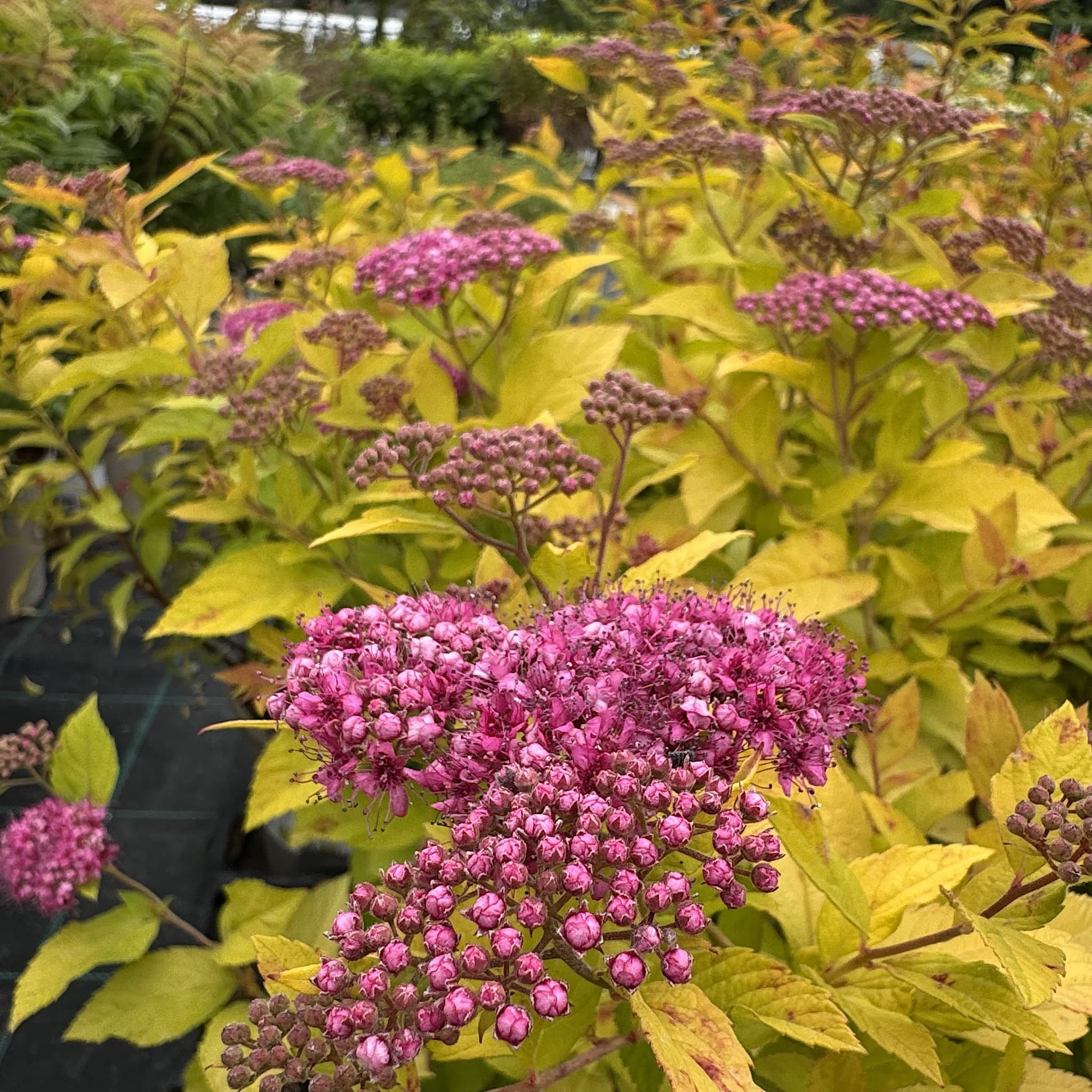 Spiraea japonica 'Golden Princess'