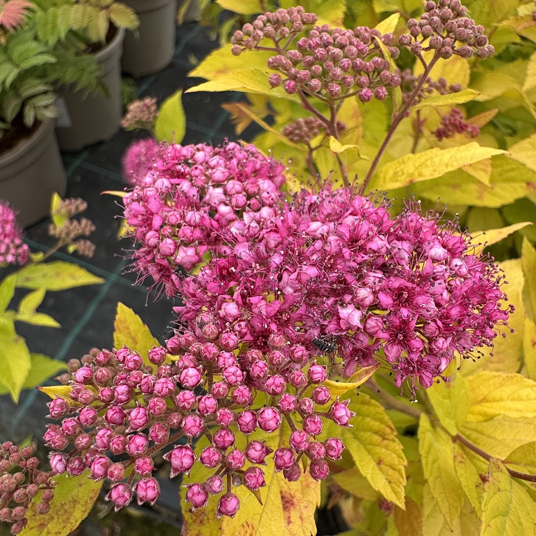 Spiraea japonica 'Golden Princess'