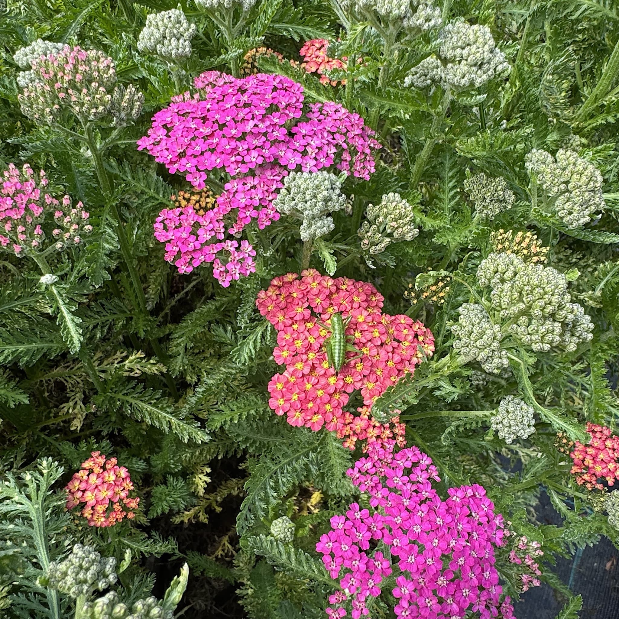 Achillea Milly Rock 'Dance With Me'