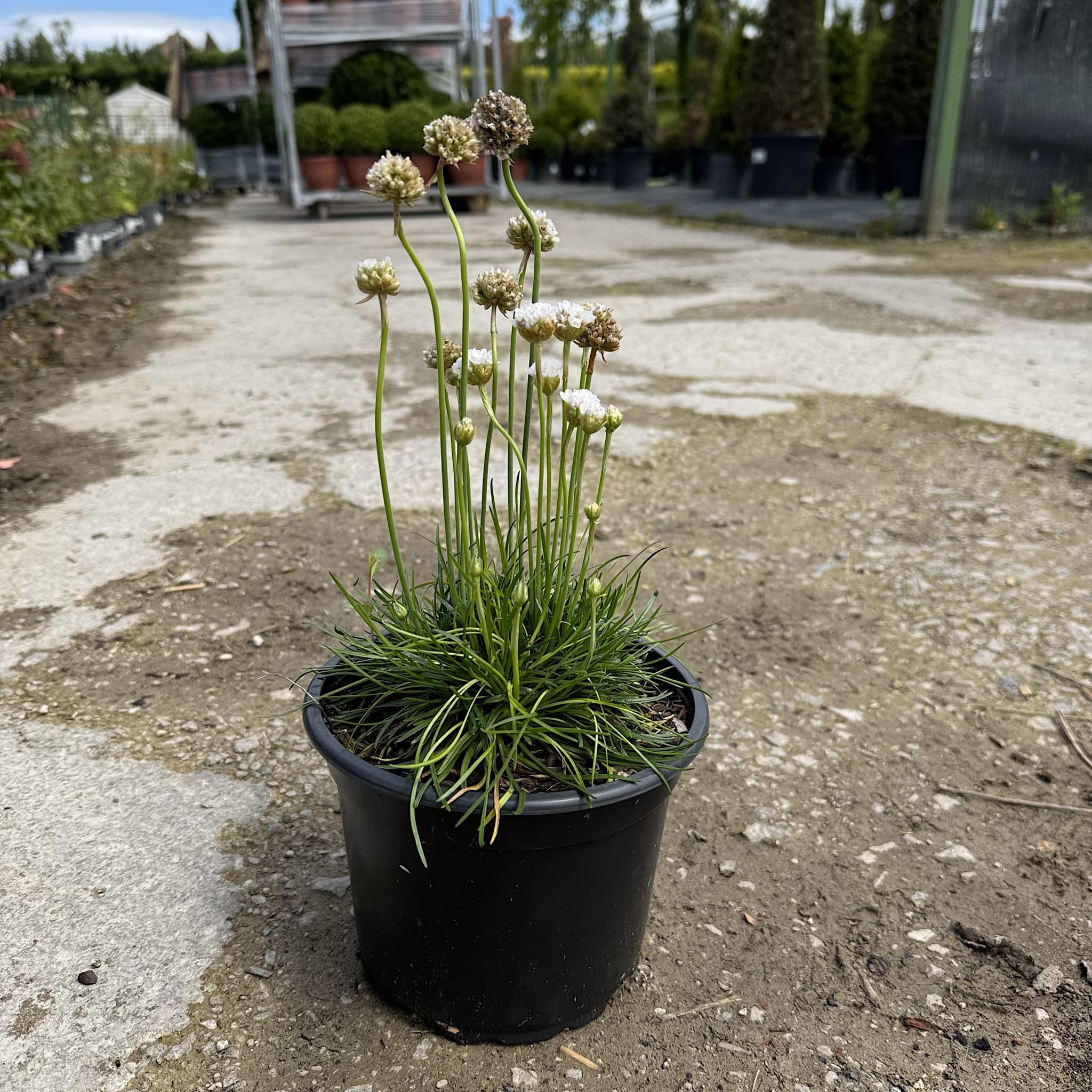 Armeria maritima 'Alba'