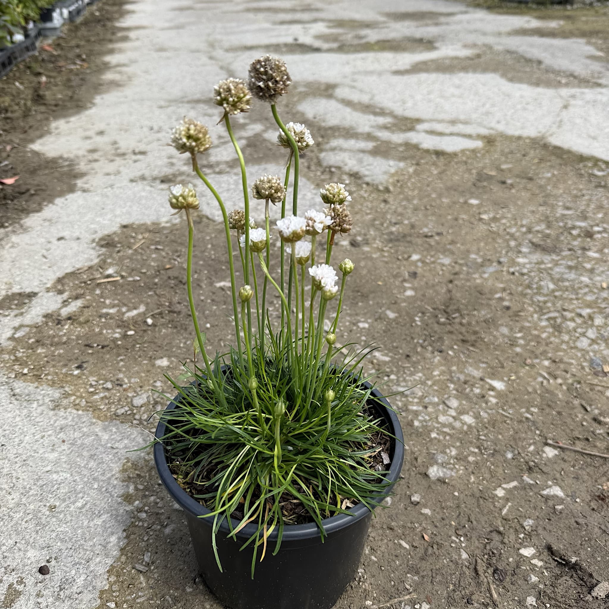 Armeria maritima 'Alba'