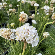 Armeria maritima 'Alba'