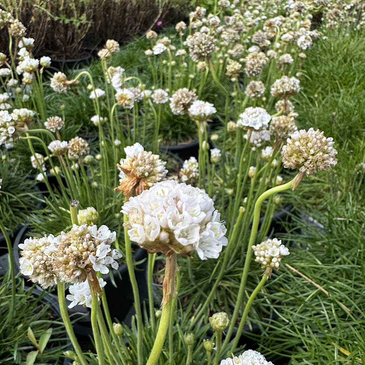 Armeria maritima 'Alba'