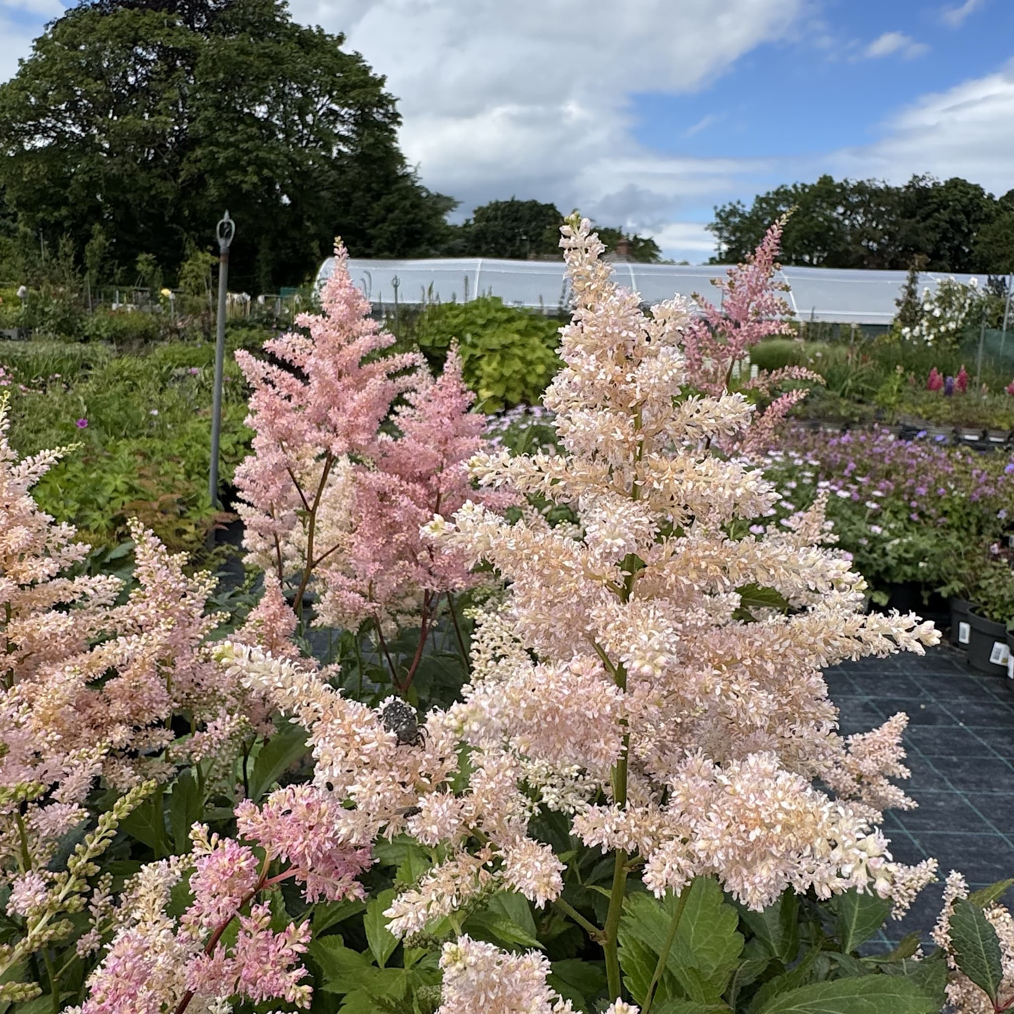 Astilbe 'Peach Blossom'