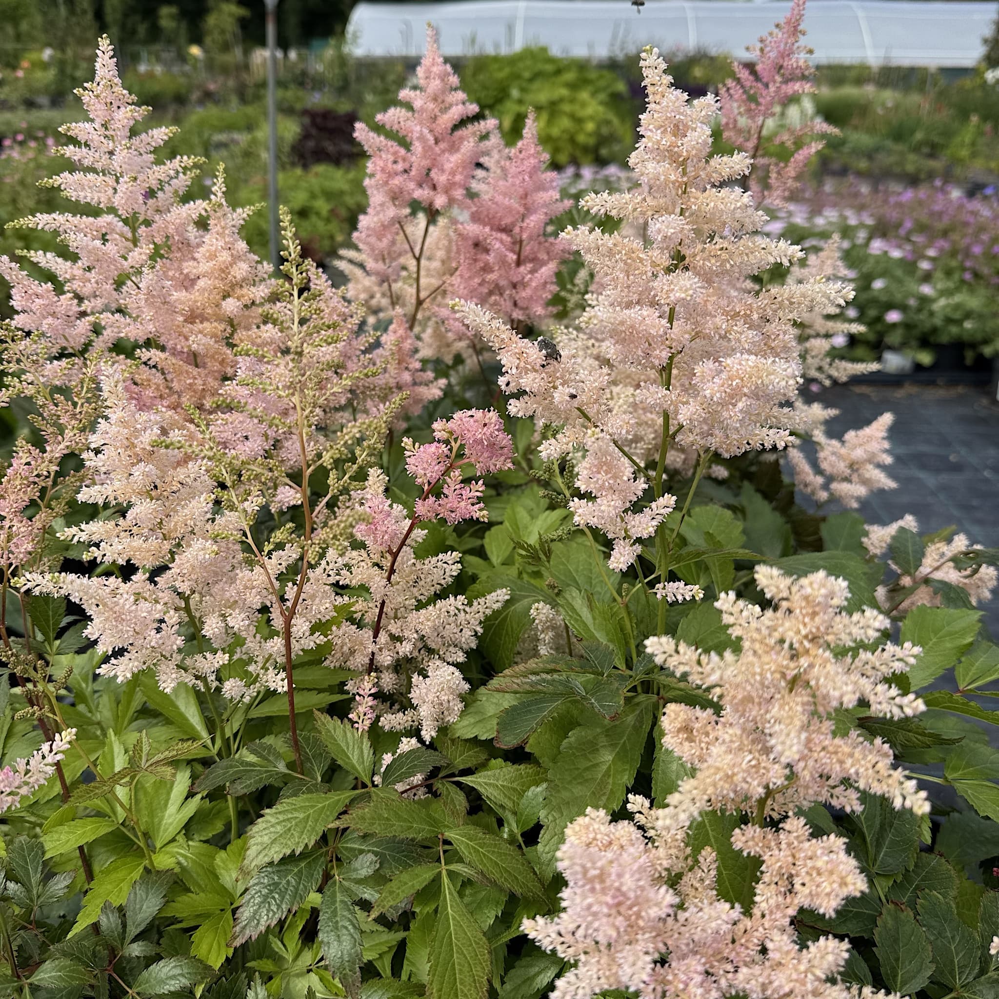 Astilbe 'Peach Blossom'