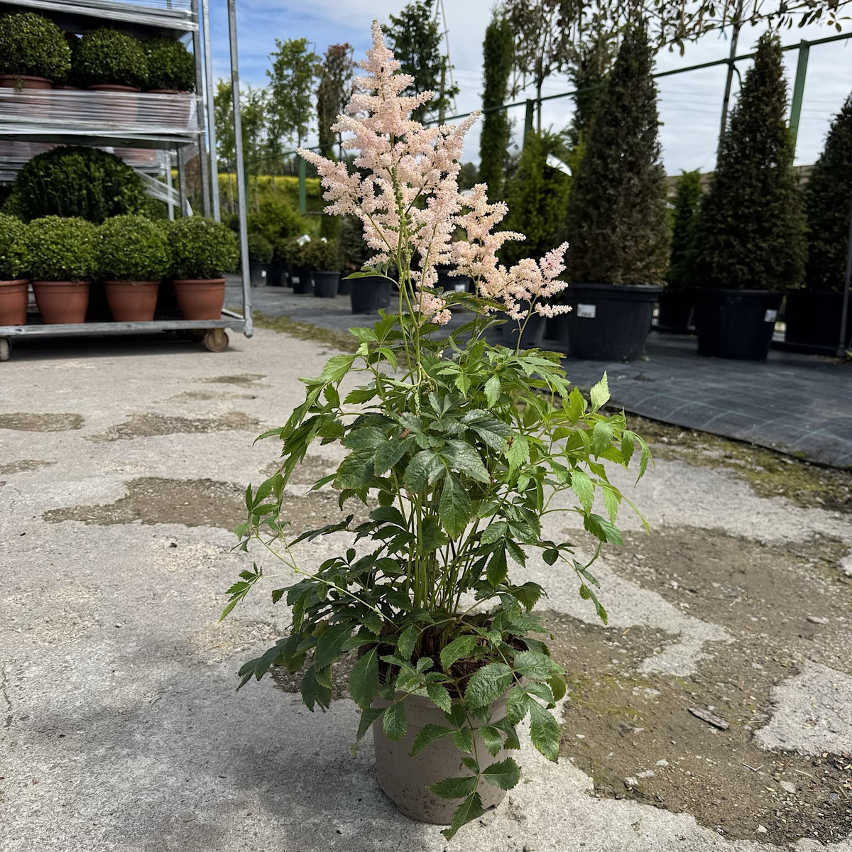 Astilbe 'Peach Blossom'