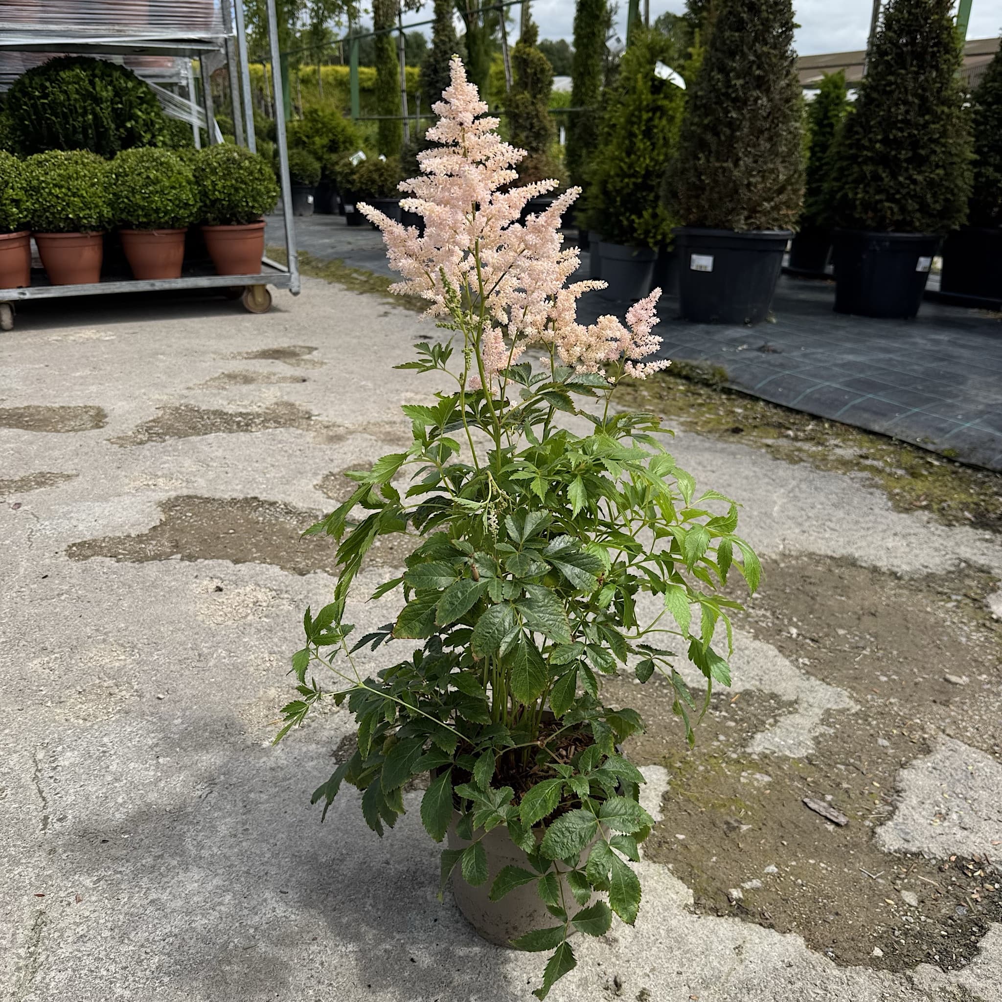 Astilbe 'Peach Blossom'