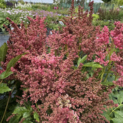 Astilbe 'Short 'n' Sweet Fireberry'