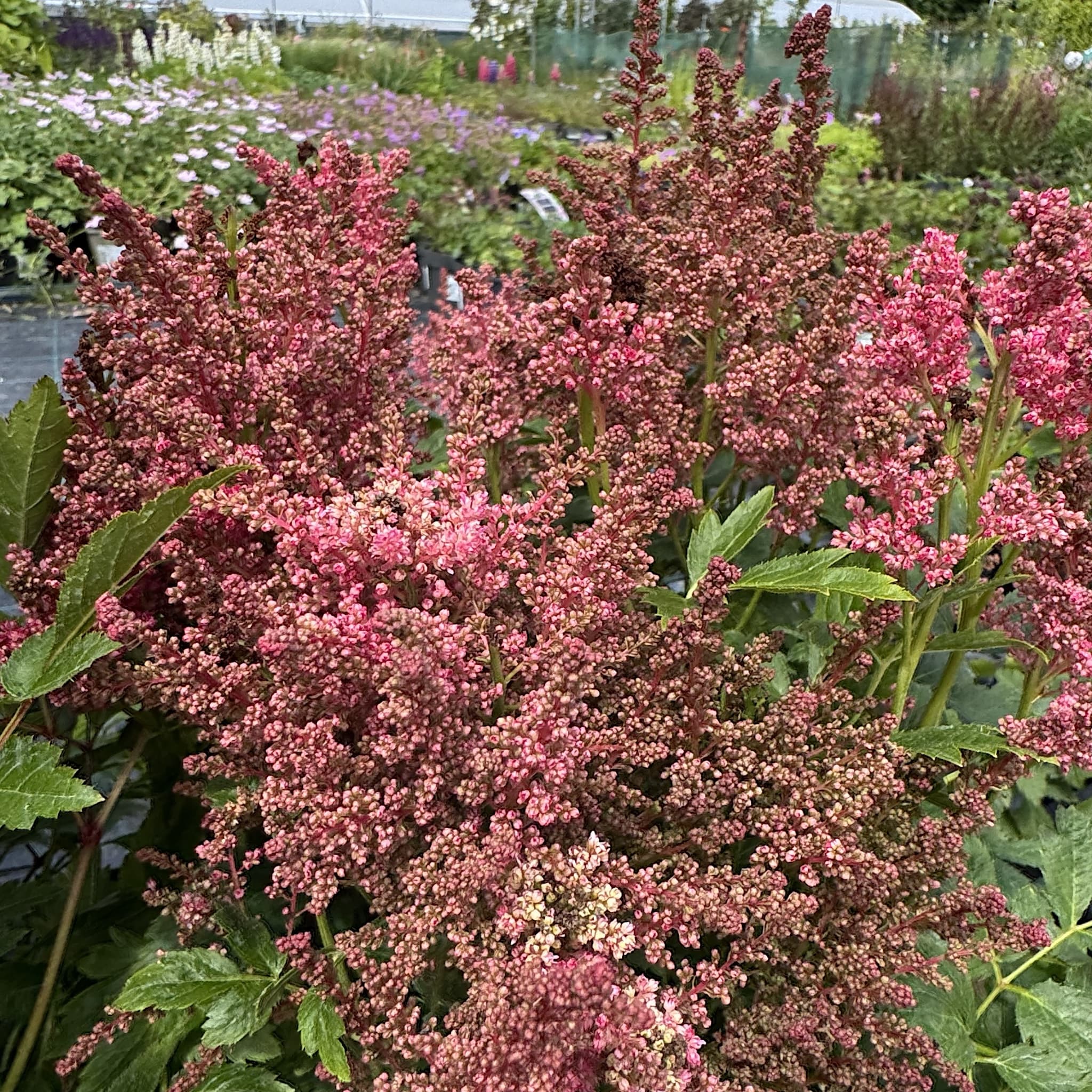Astilbe 'Short 'n' Sweet Fireberry'