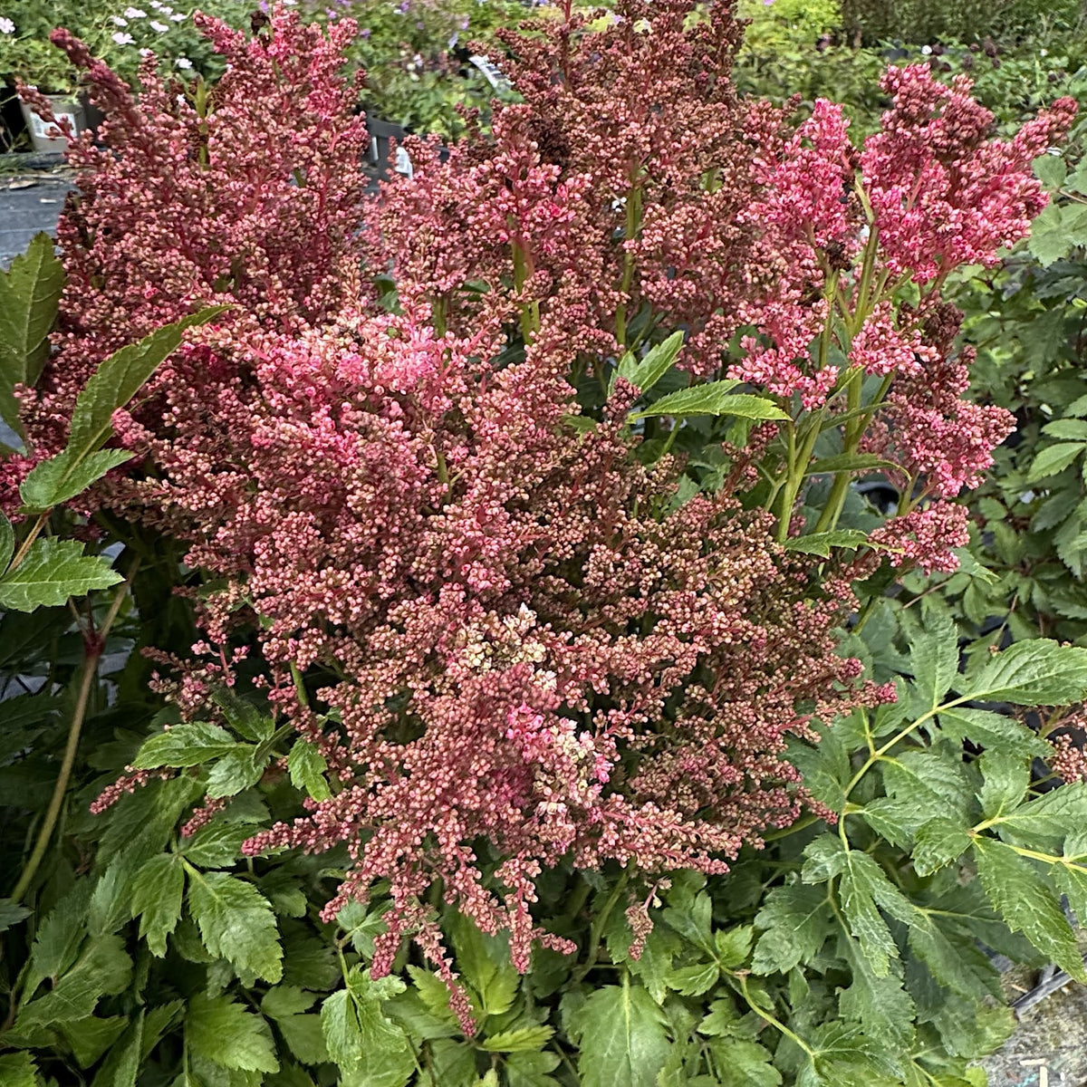 Astilbe 'Short 'n' Sweet Fireberry'