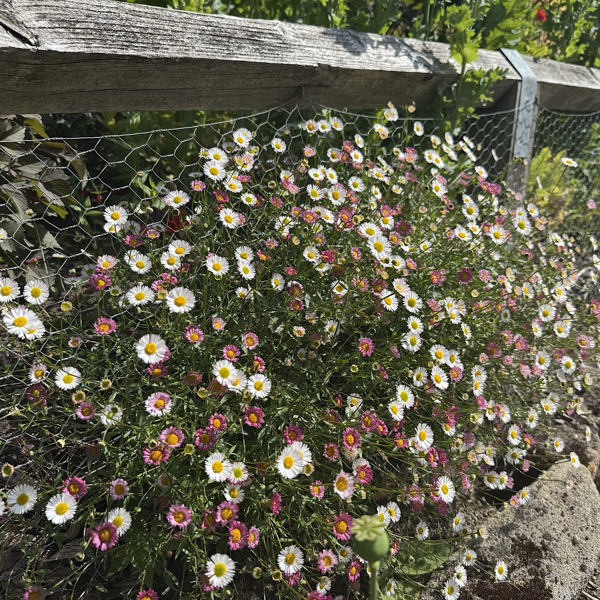 Erigeron karvinskianus