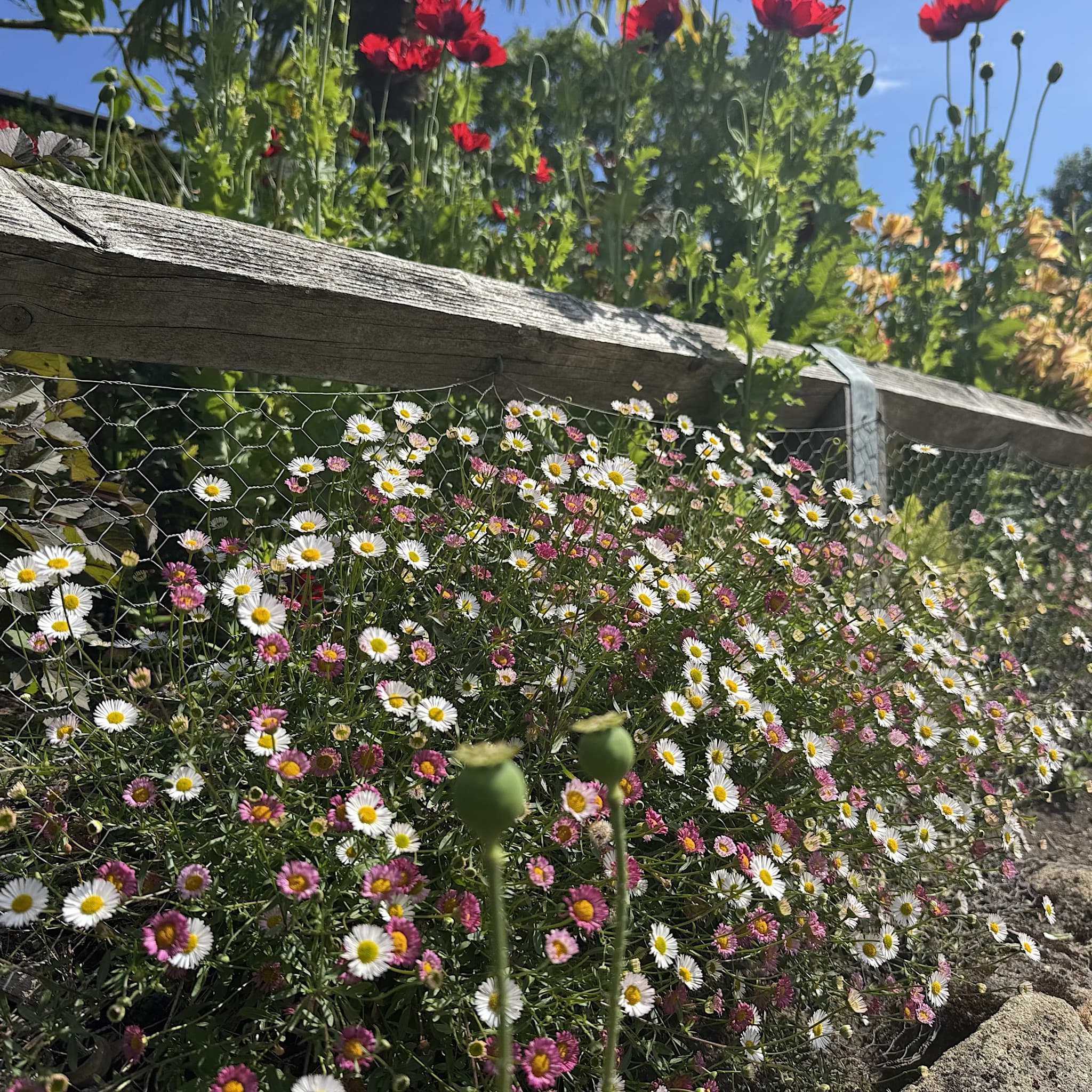 Erigeron karvinskianus