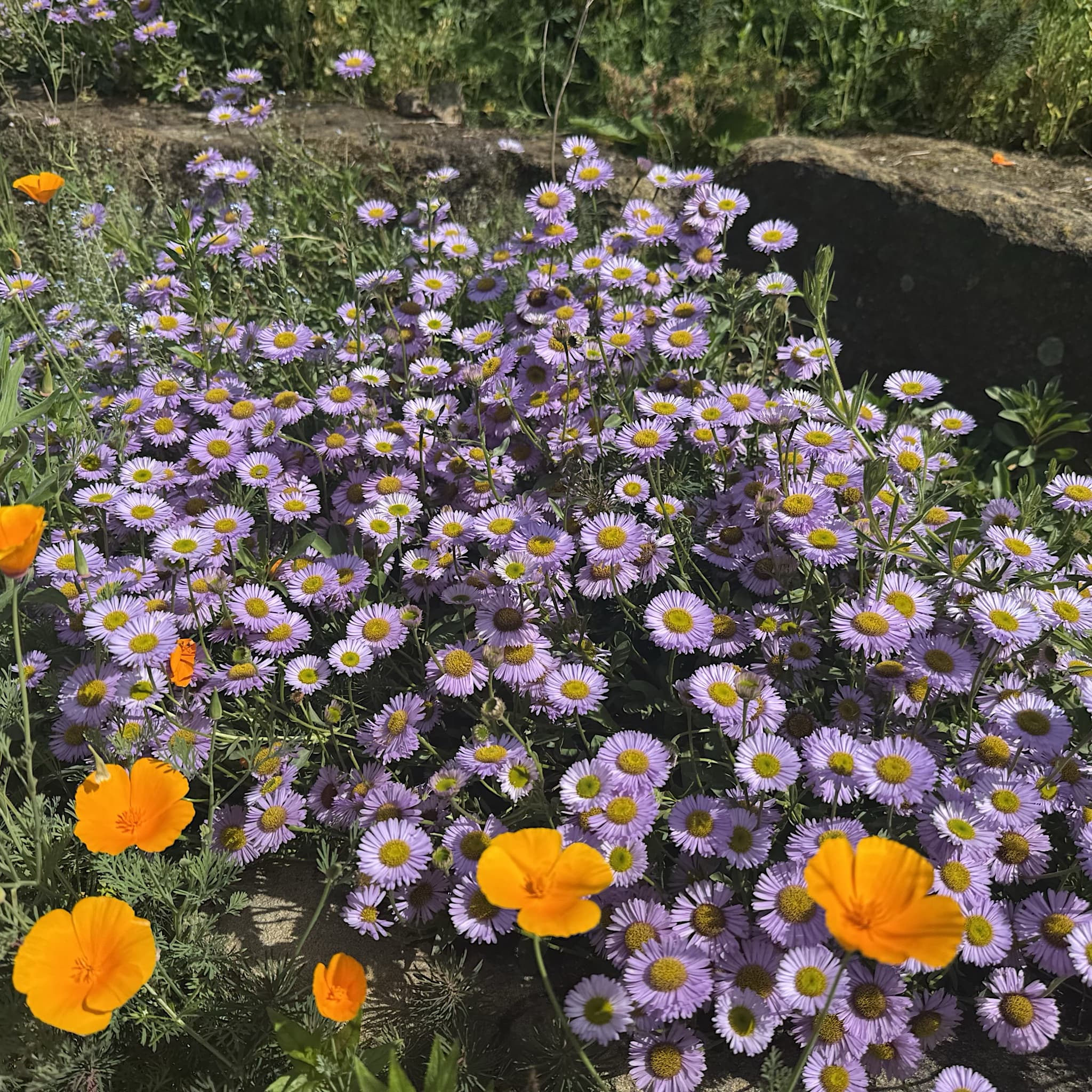 Erigeron glaucus 'Sea Breeze Mauve'