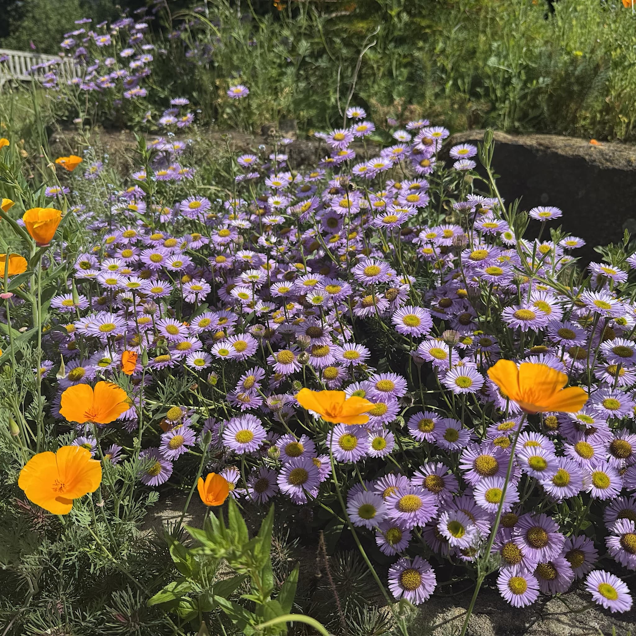 Erigeron glaucus 'Sea Breeze Mauve'
