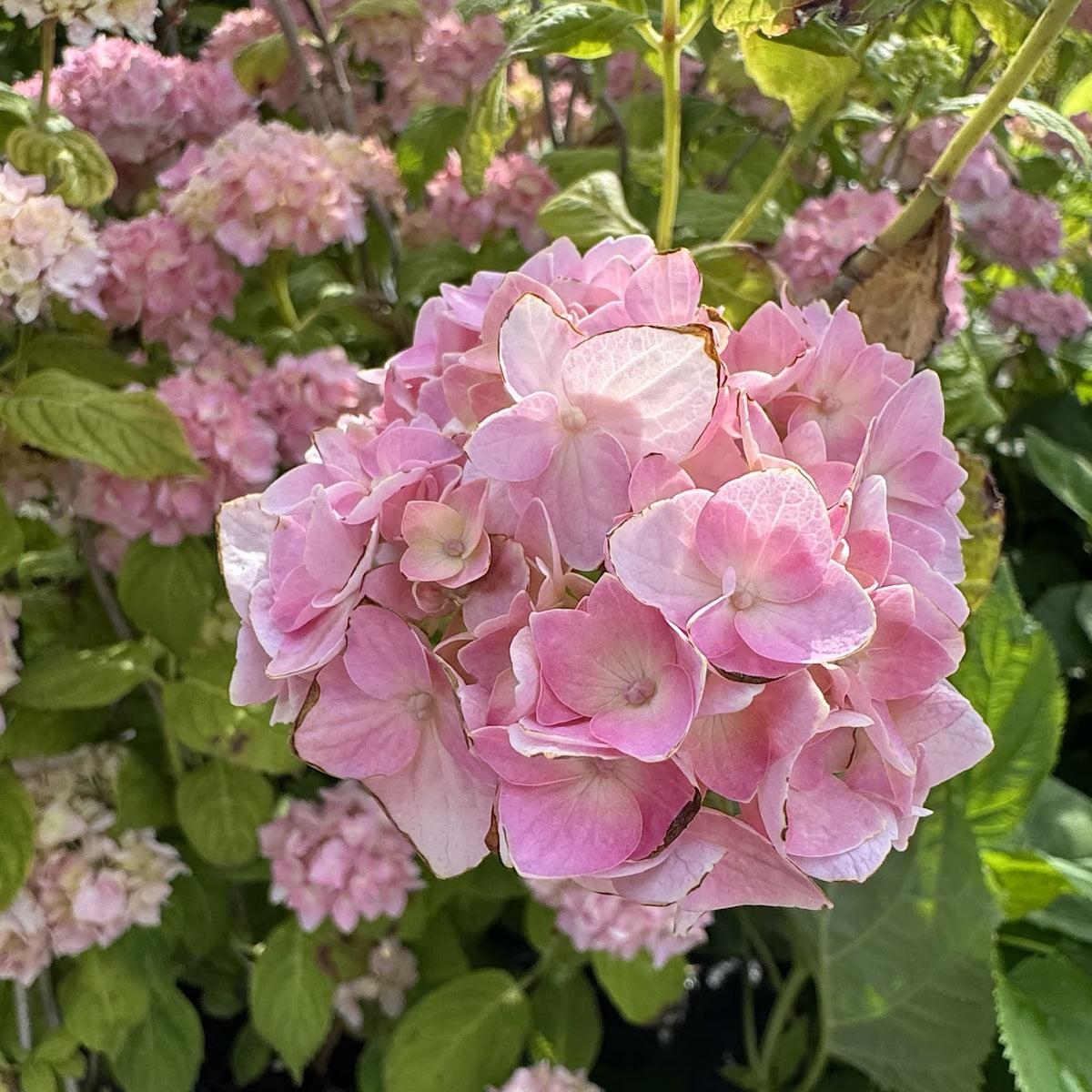 Hydrangea macr. 'Bouquet Rose’
