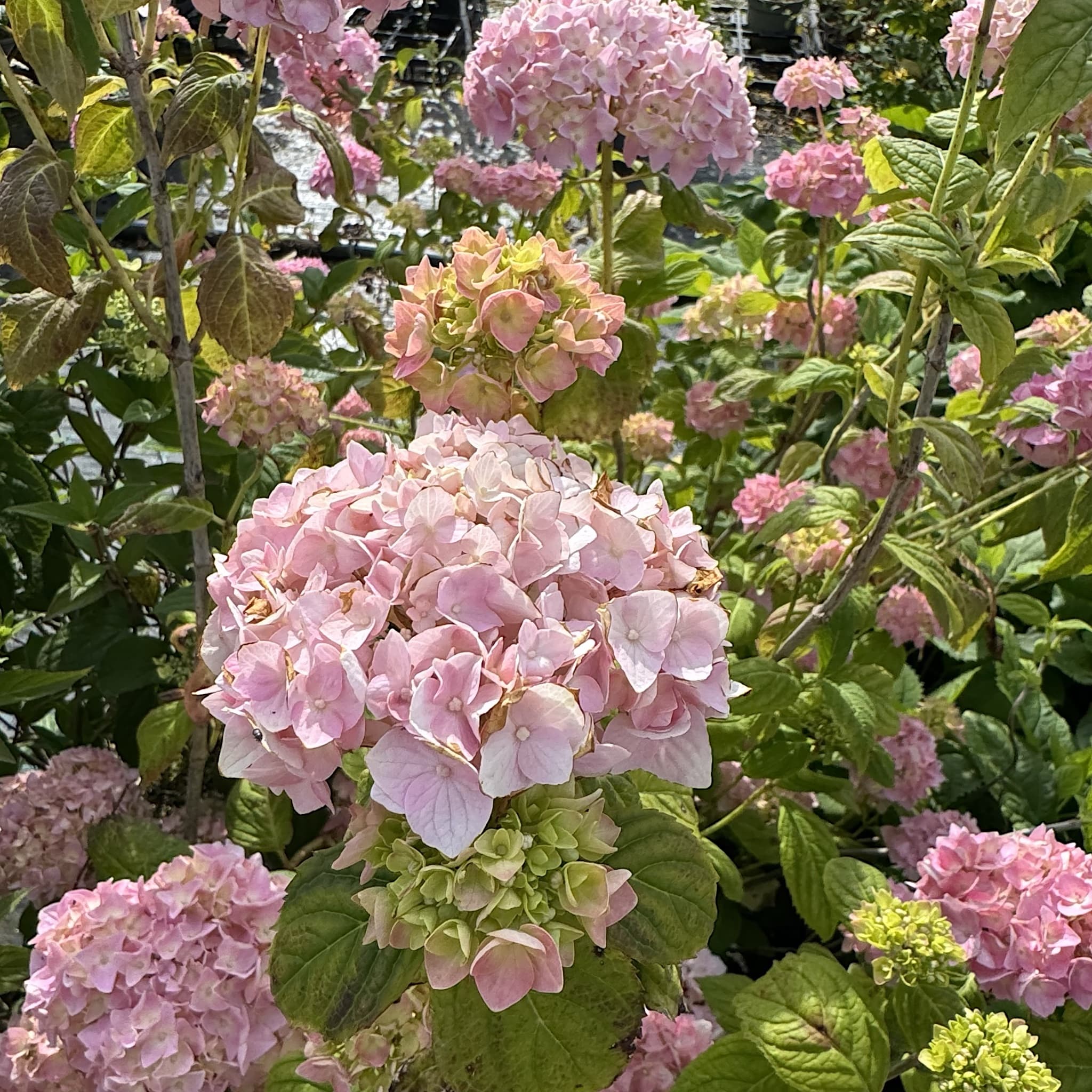 Hydrangea macr. 'Bouquet Rose’