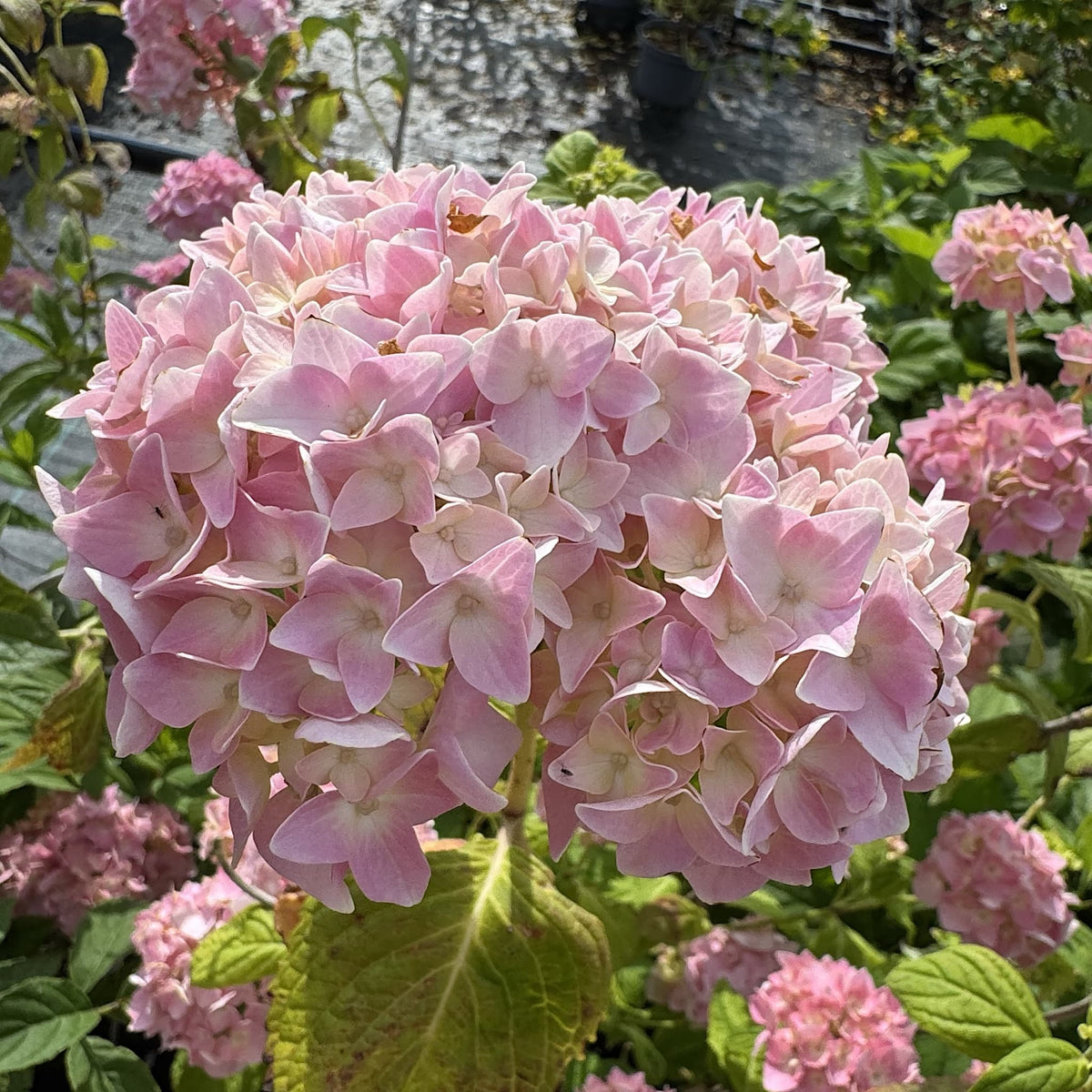 Hydrangea macr. 'Bouquet Rose’