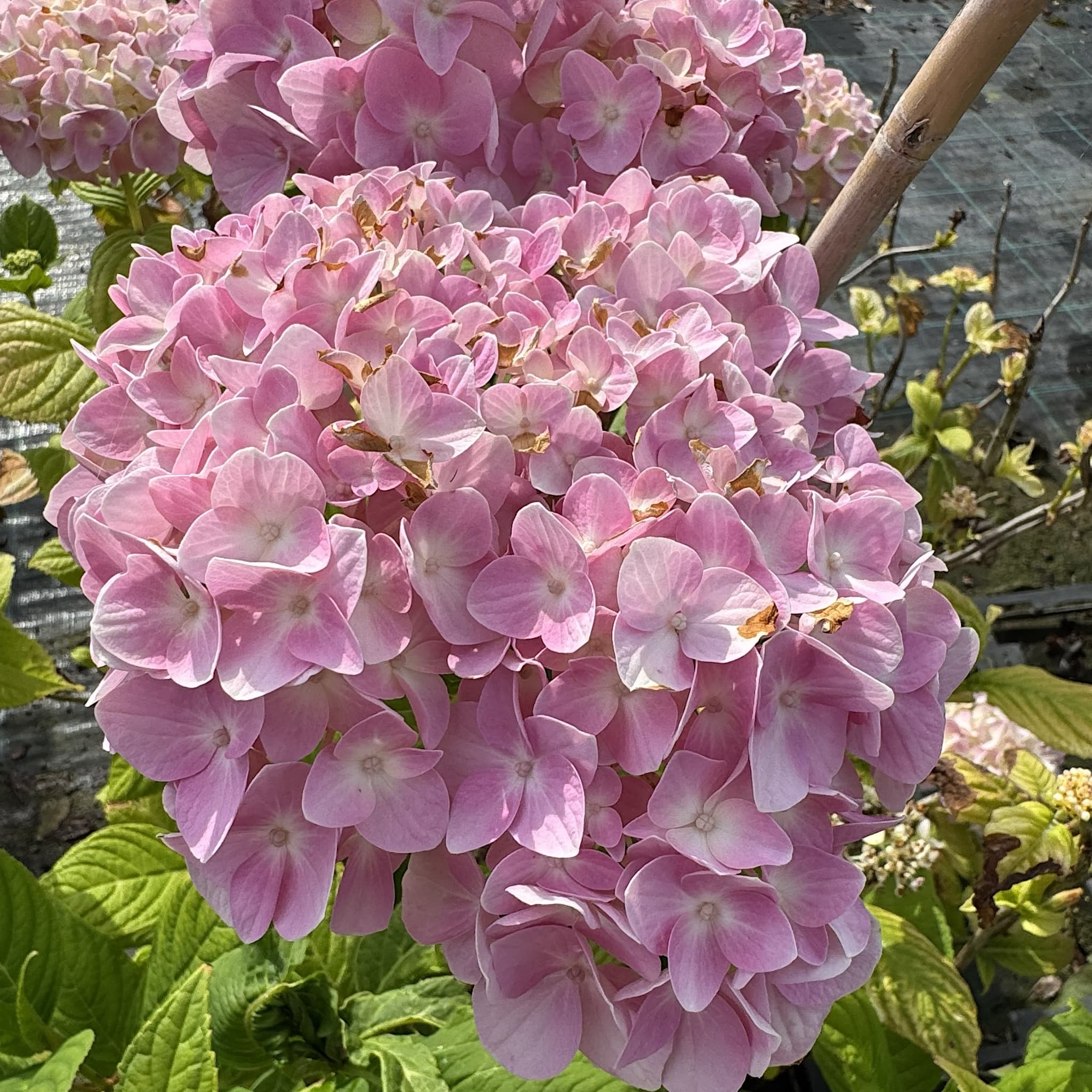 Hydrangea macr. ‘La France'