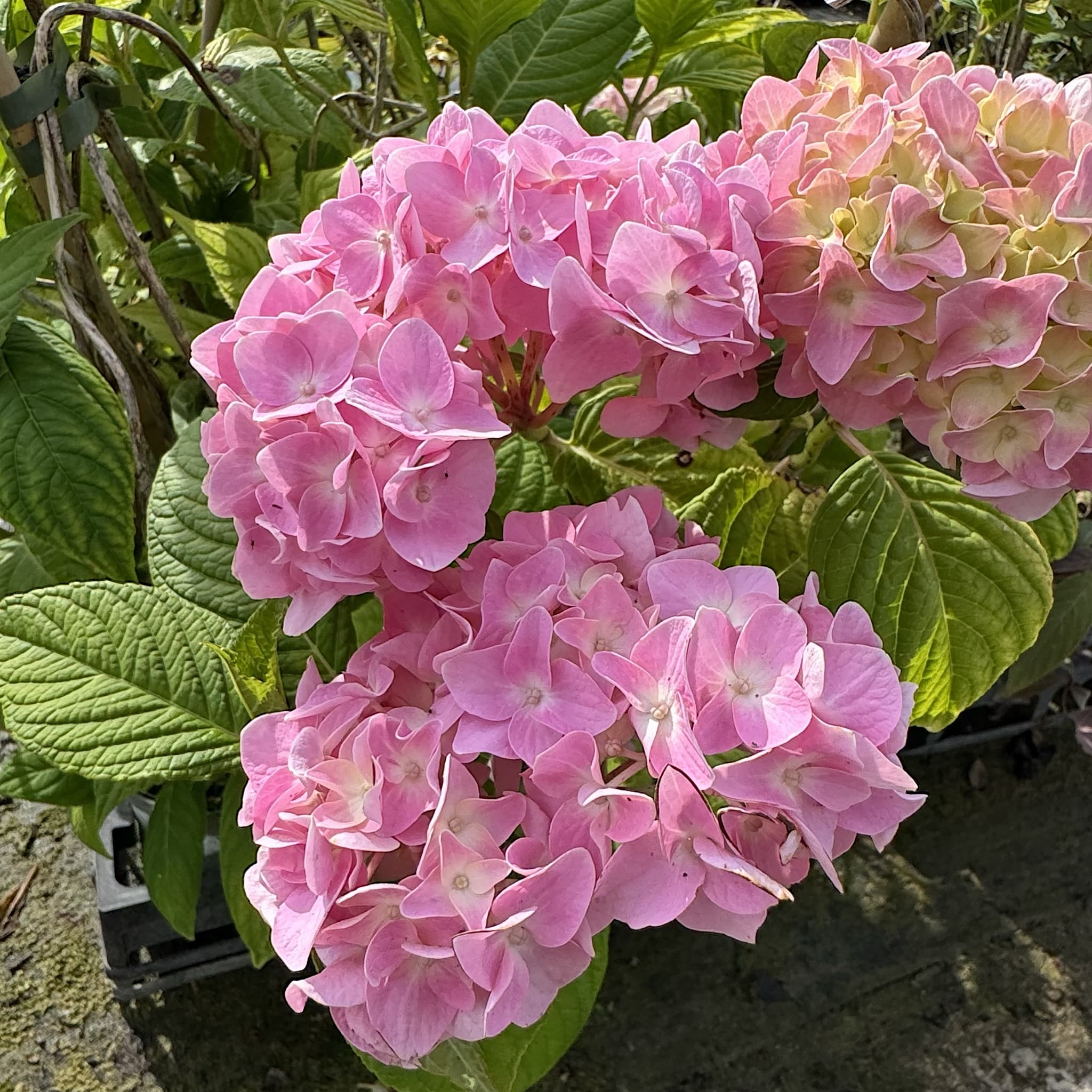 Hydrangea macr. ‘La France'