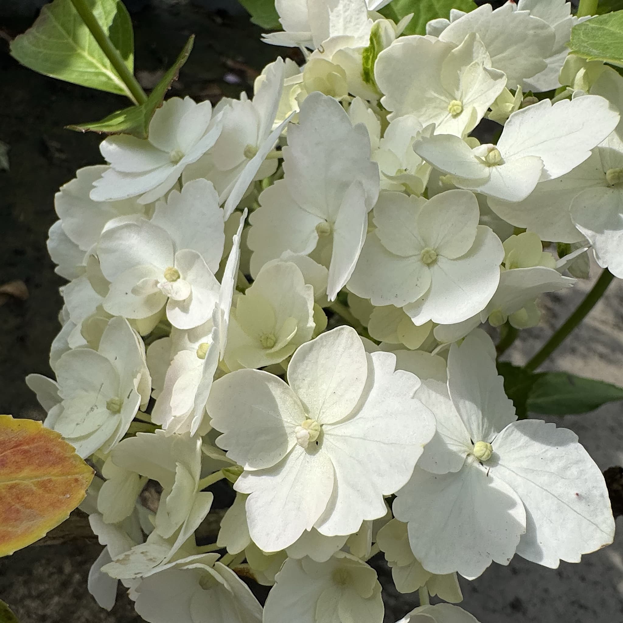 Hydrangea macrophylla 'Madame Emile Mouillère'