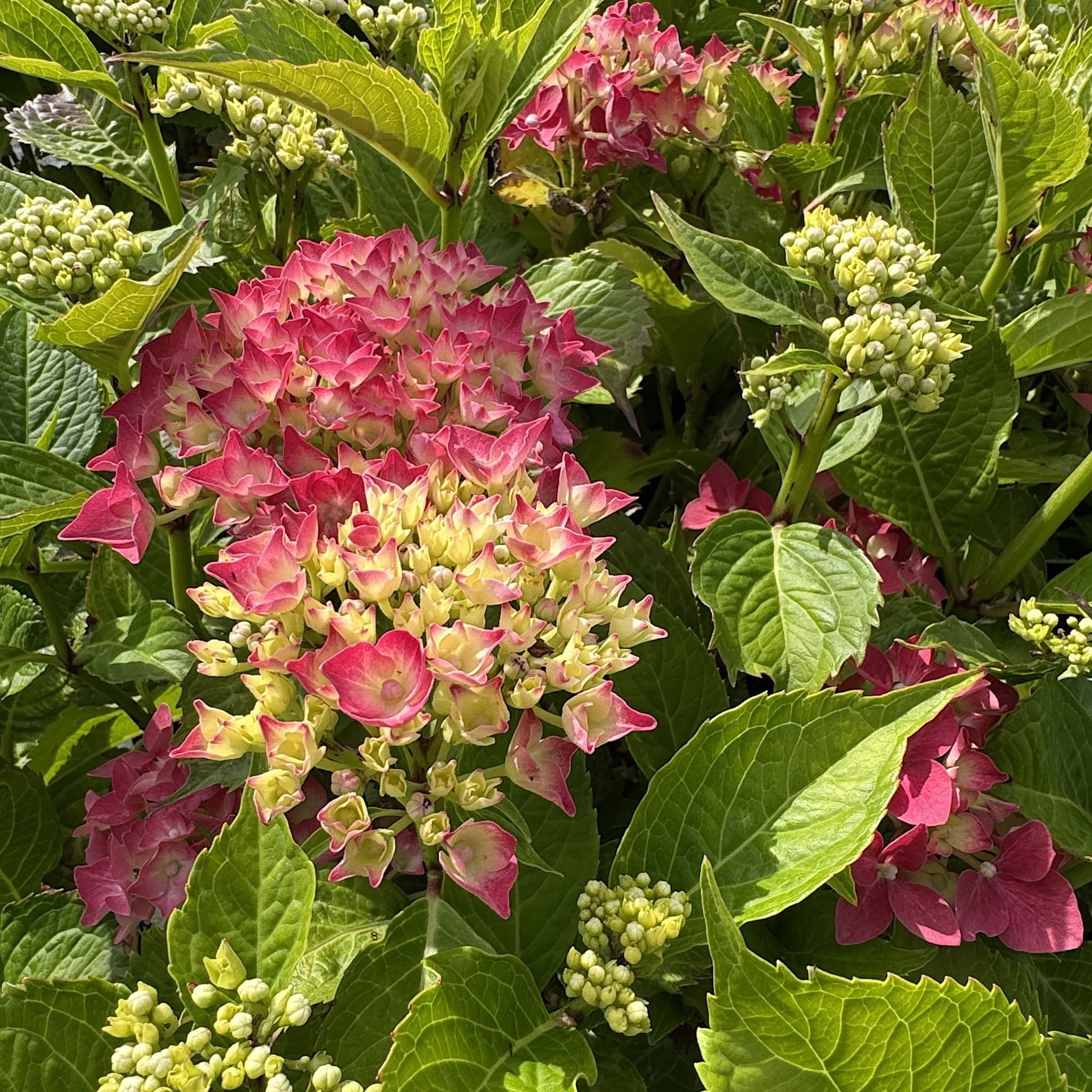 Hydrangea macr. 'Masja'