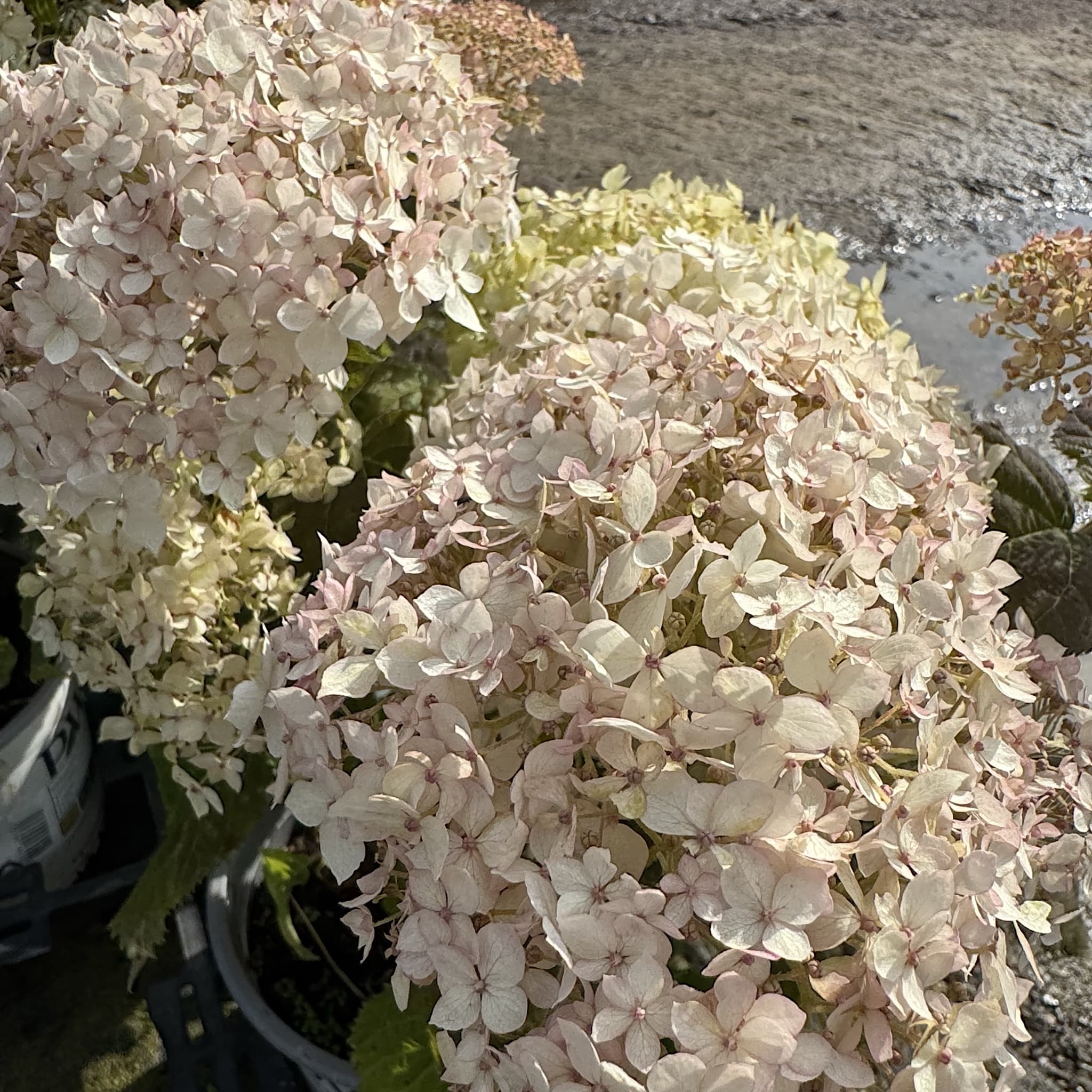 Hydrangea arbor. 'Strong Annabelle'