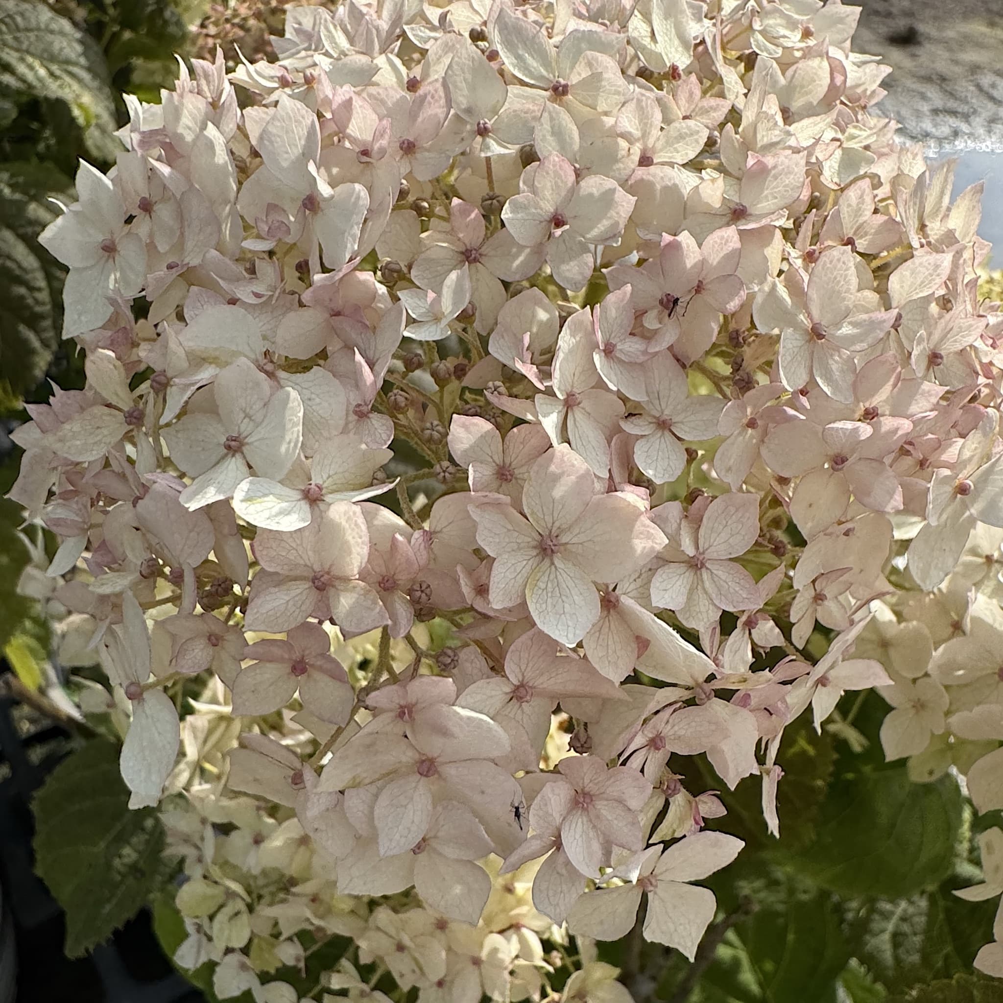 Hydrangea arbor. 'Strong Annabelle'