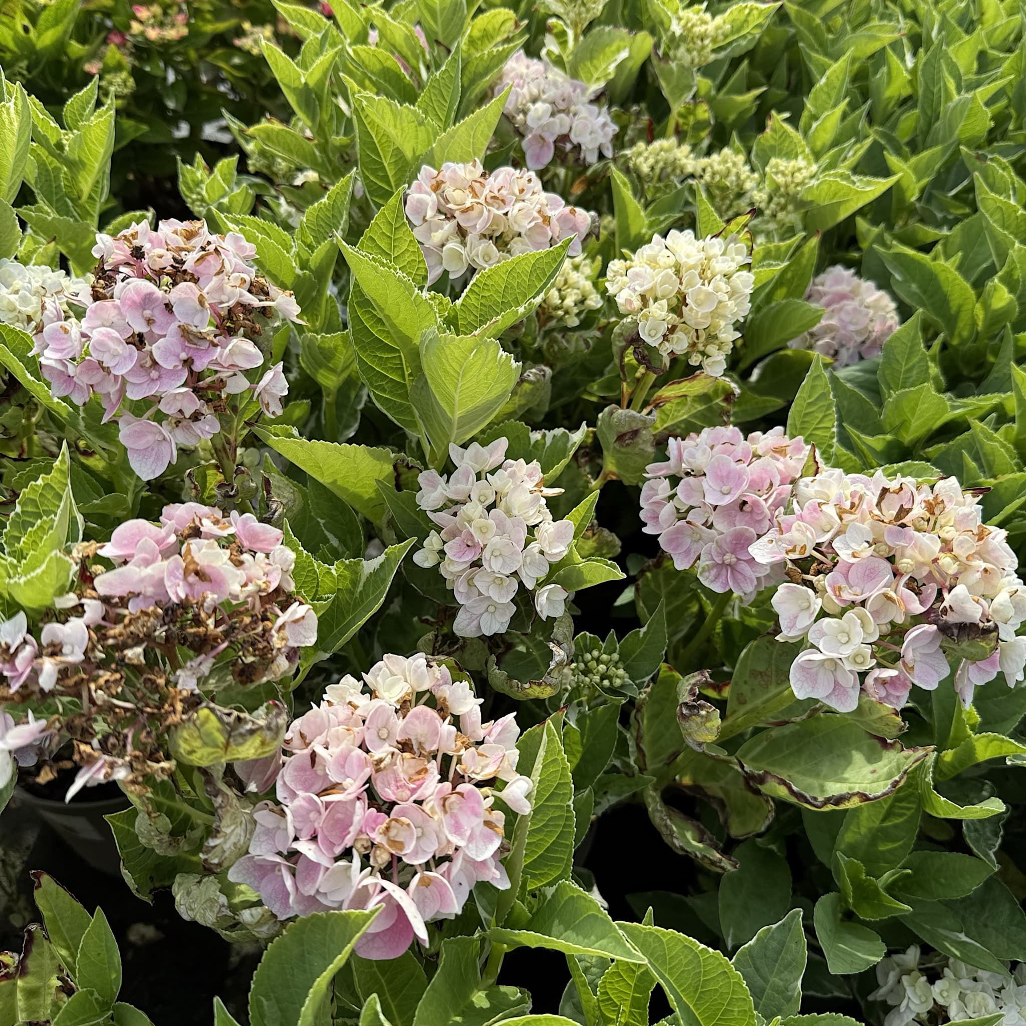 Hydrangea macr. 'Ankong Character Pink'
