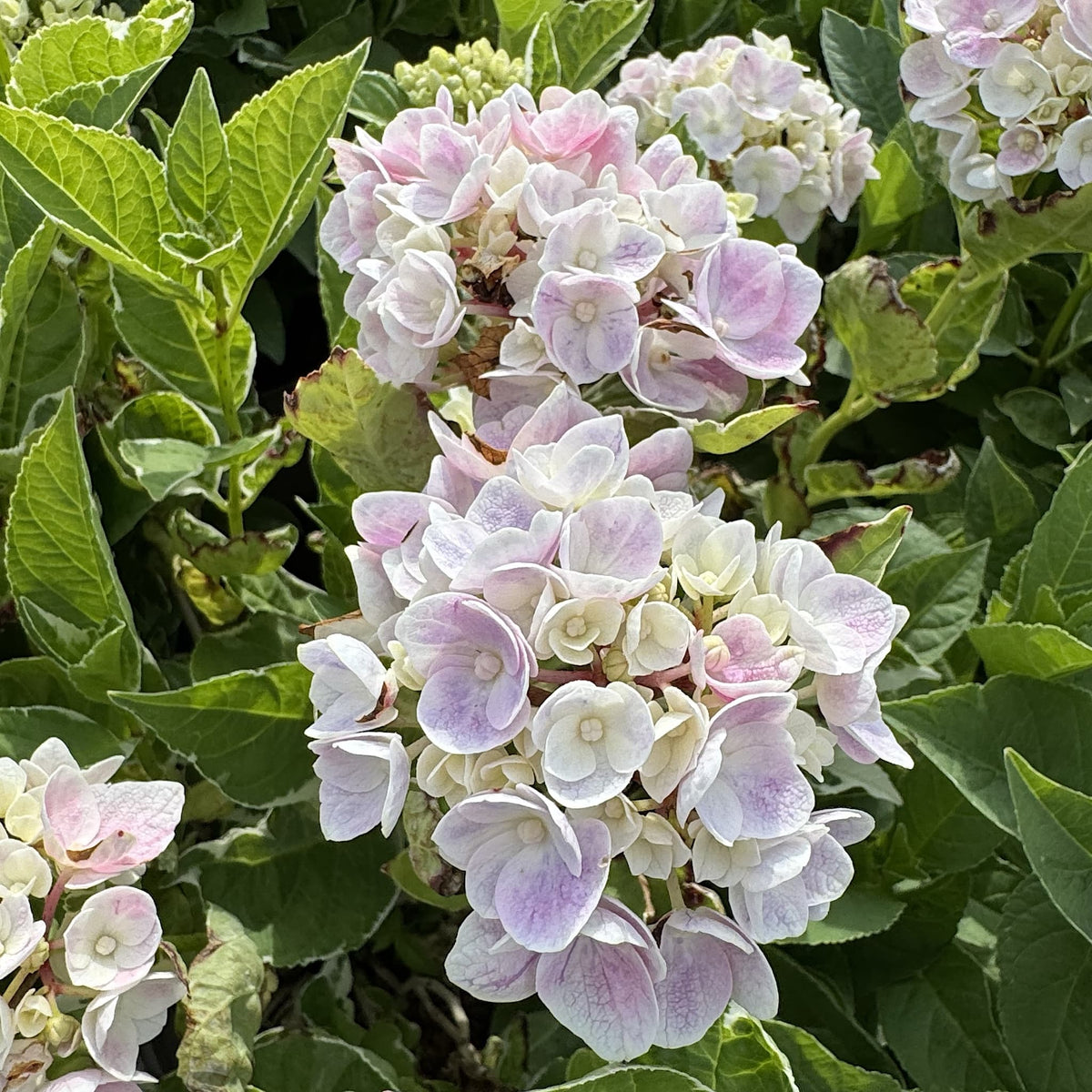 Hydrangea macr. 'Ankong Character Blue'