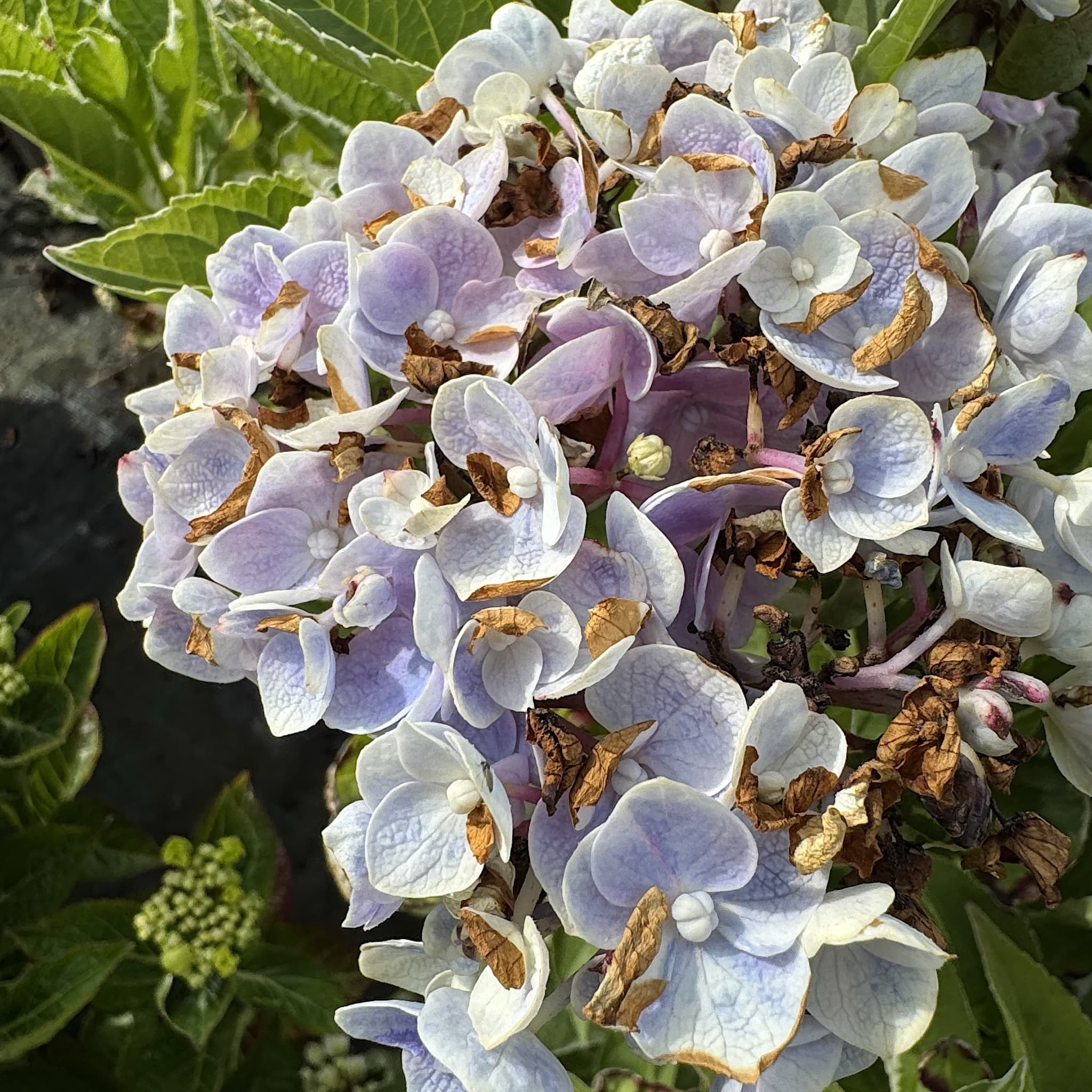 Hydrangea macr. 'Ankong Character Blue'