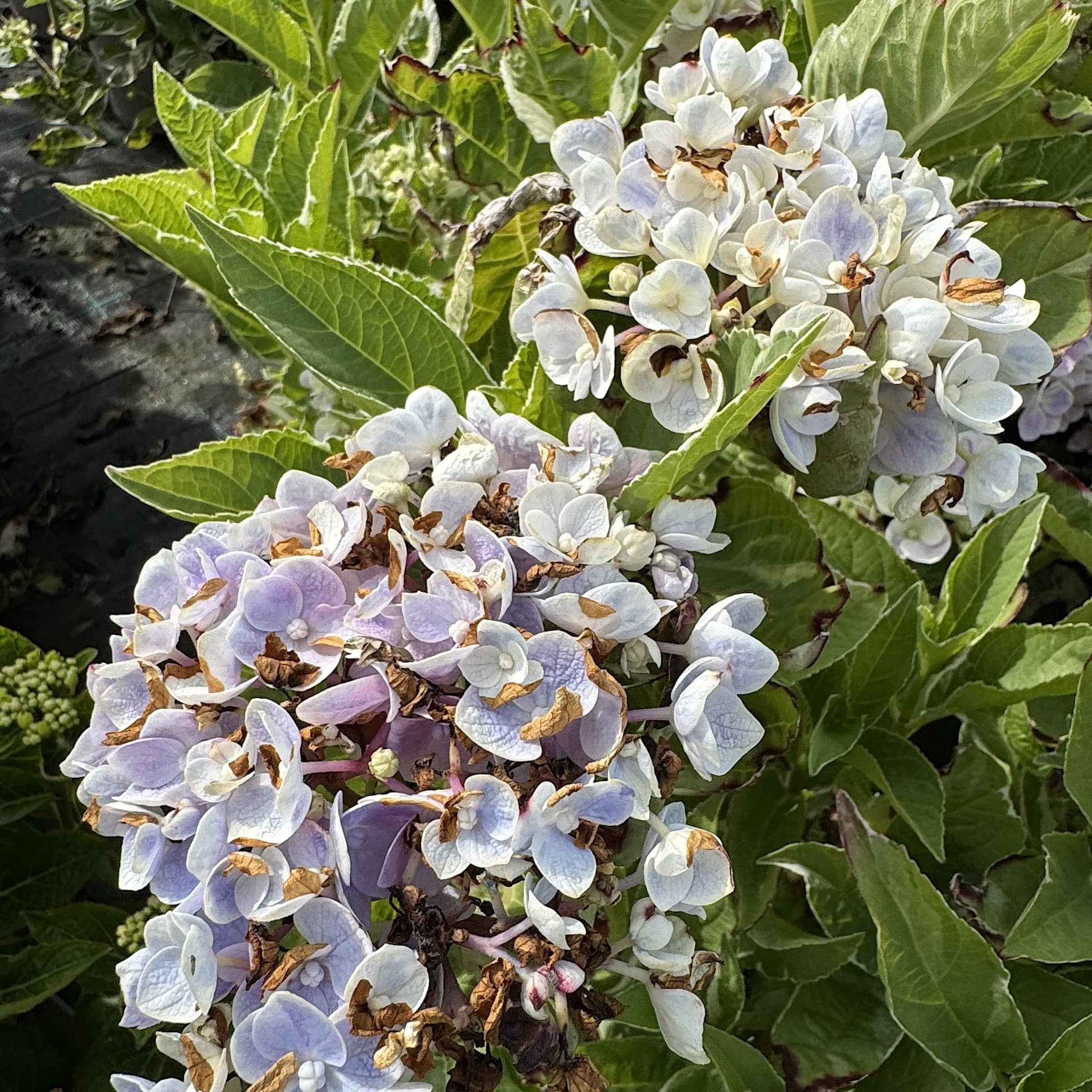Hydrangea macr. 'Ankong Character Blue'