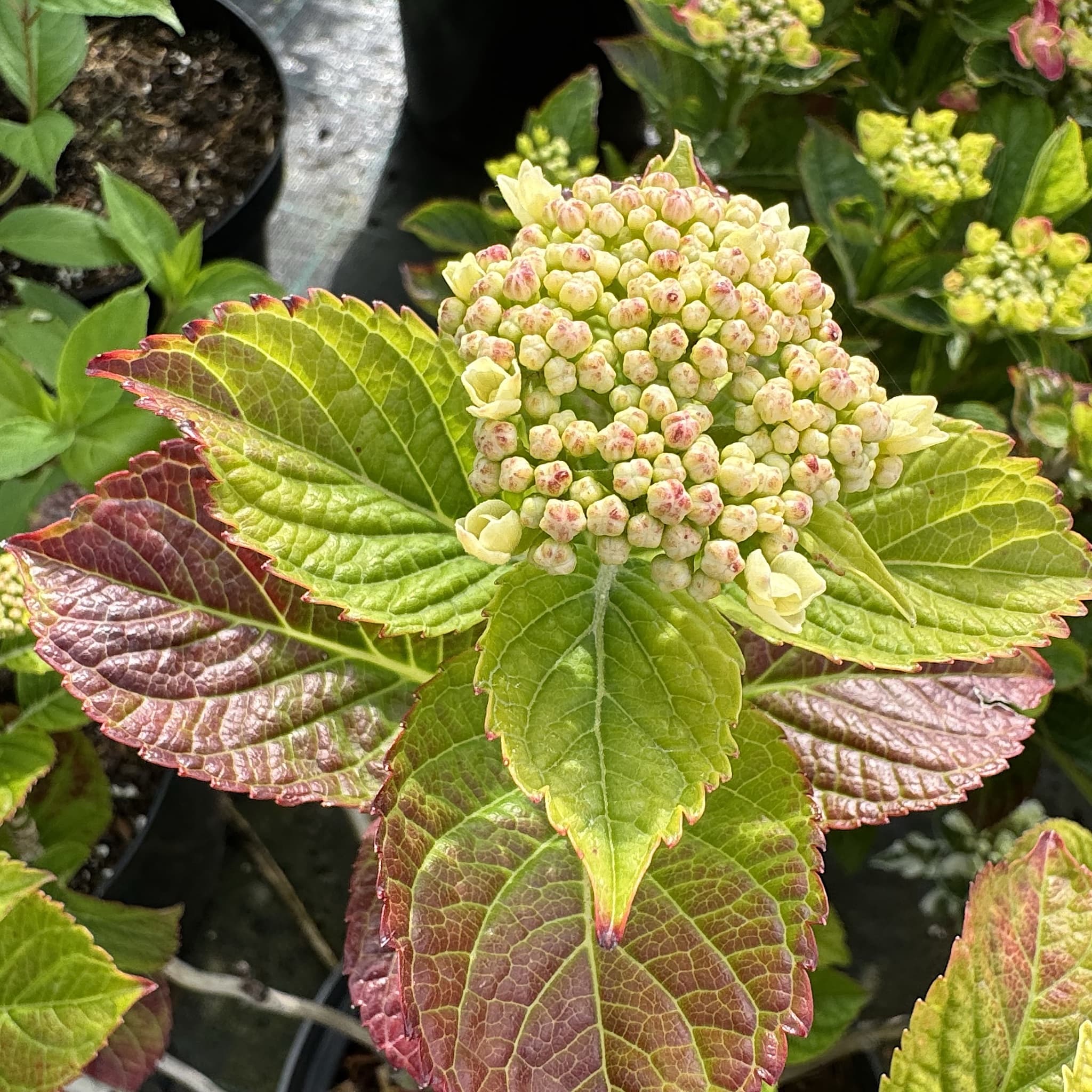 Hydrangea 'Lacecap Red'