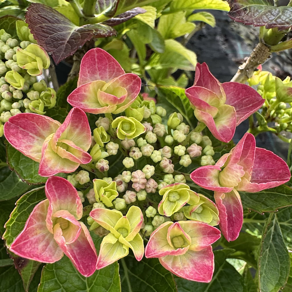 Hydrangea 'Lacecap Red'