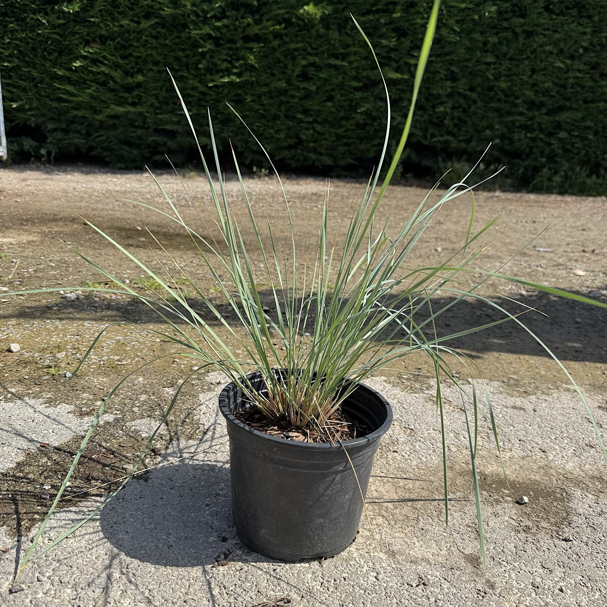 Helictotrichon sempervirens