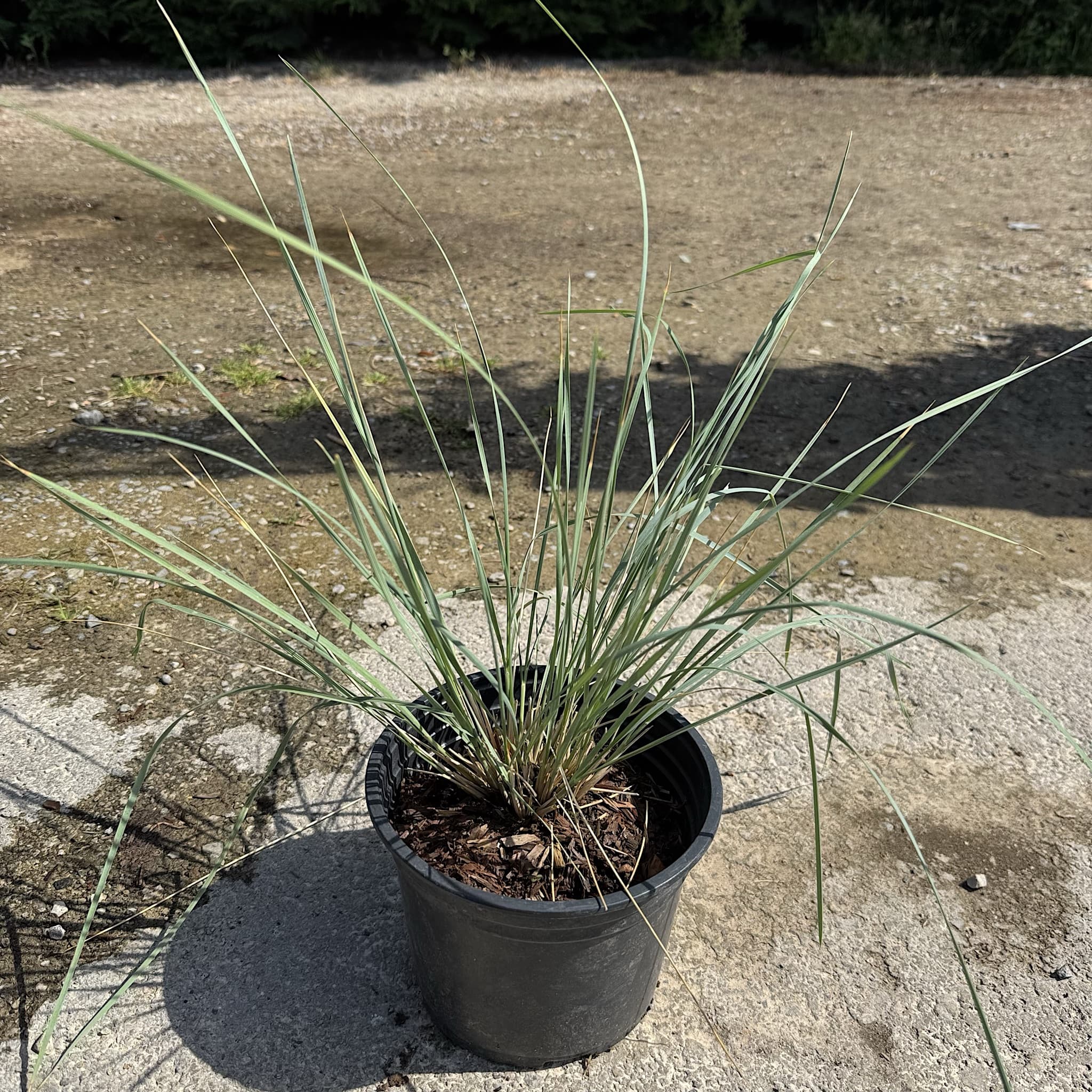 Helictotrichon sempervirens