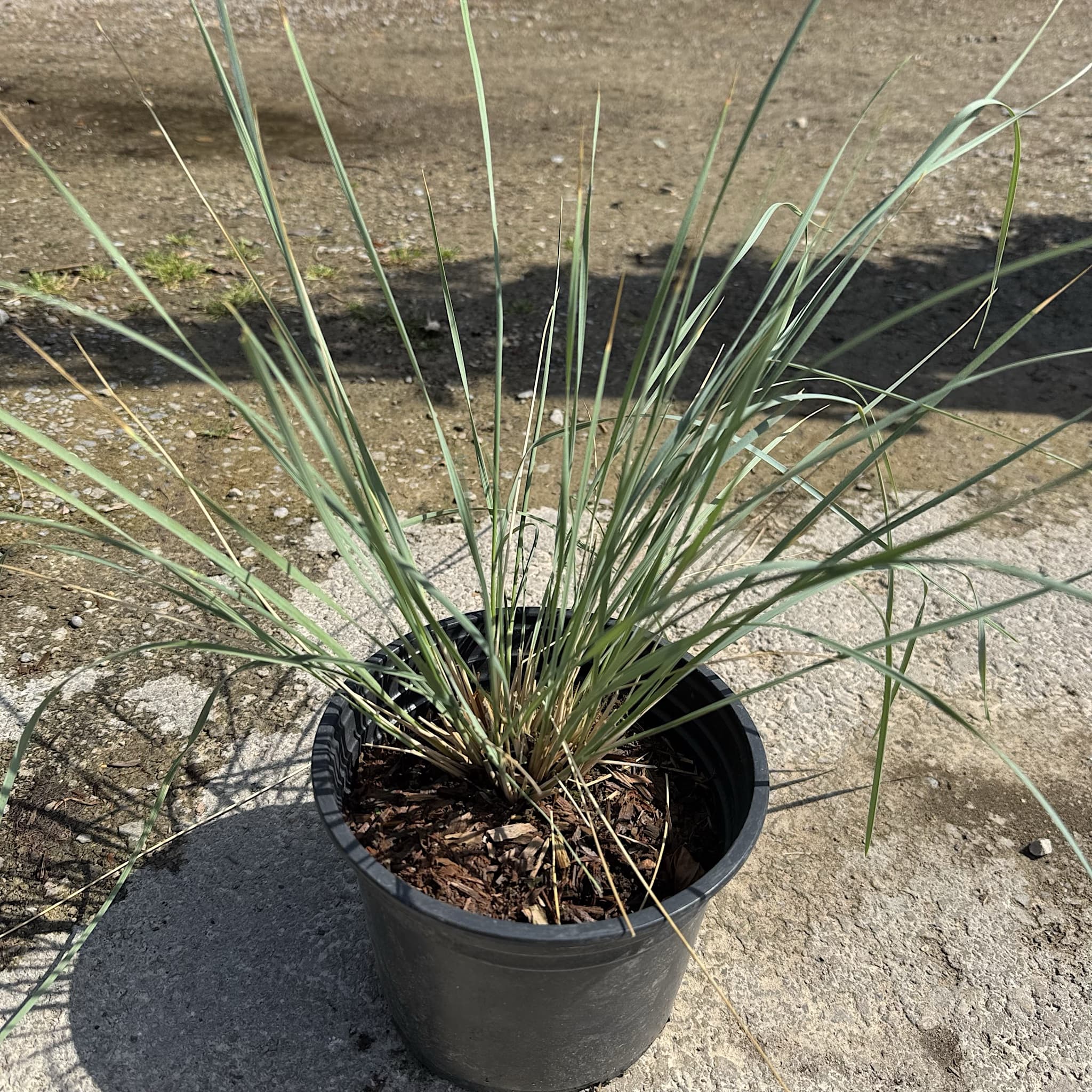 Helictotrichon sempervirens