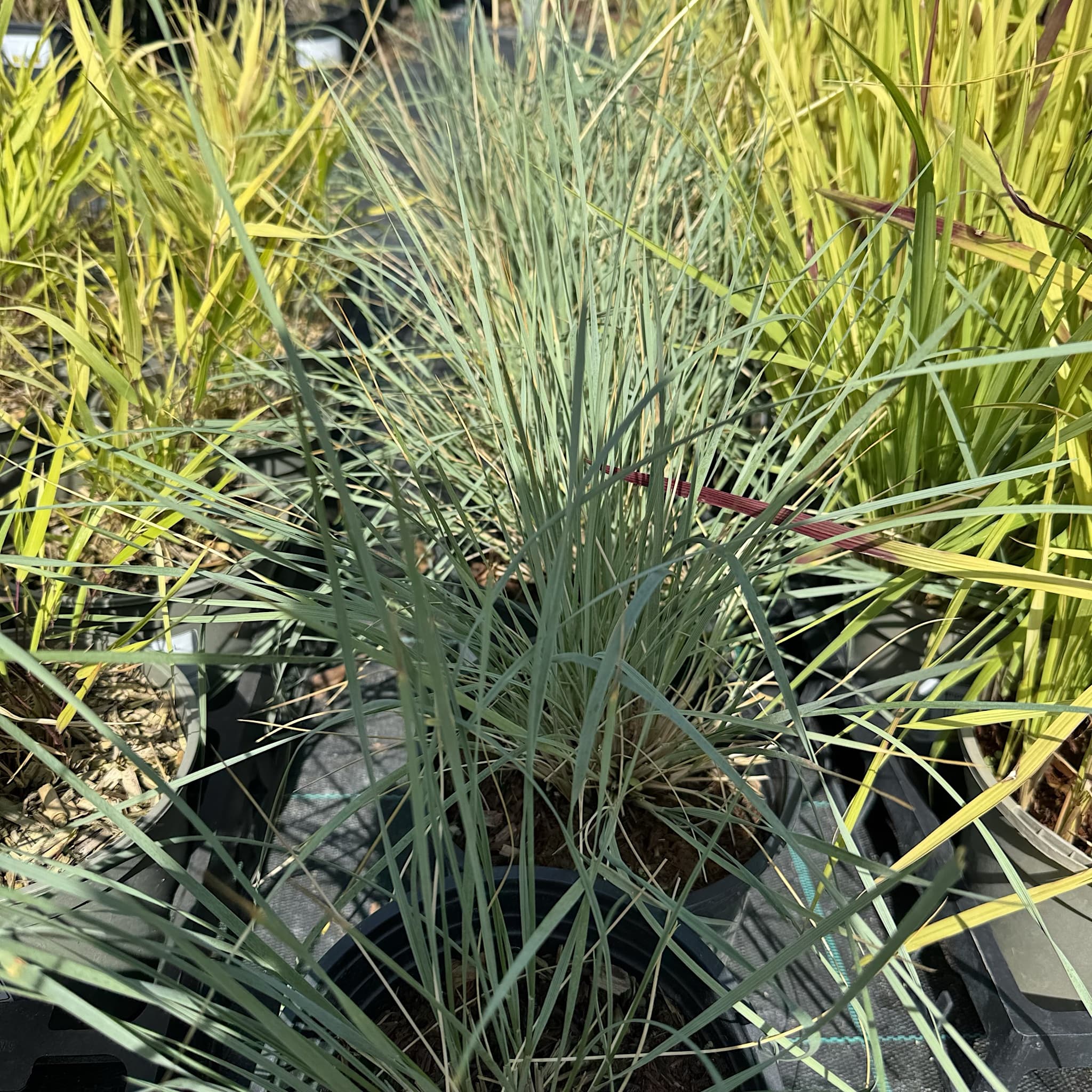 Helictotrichon sempervirens