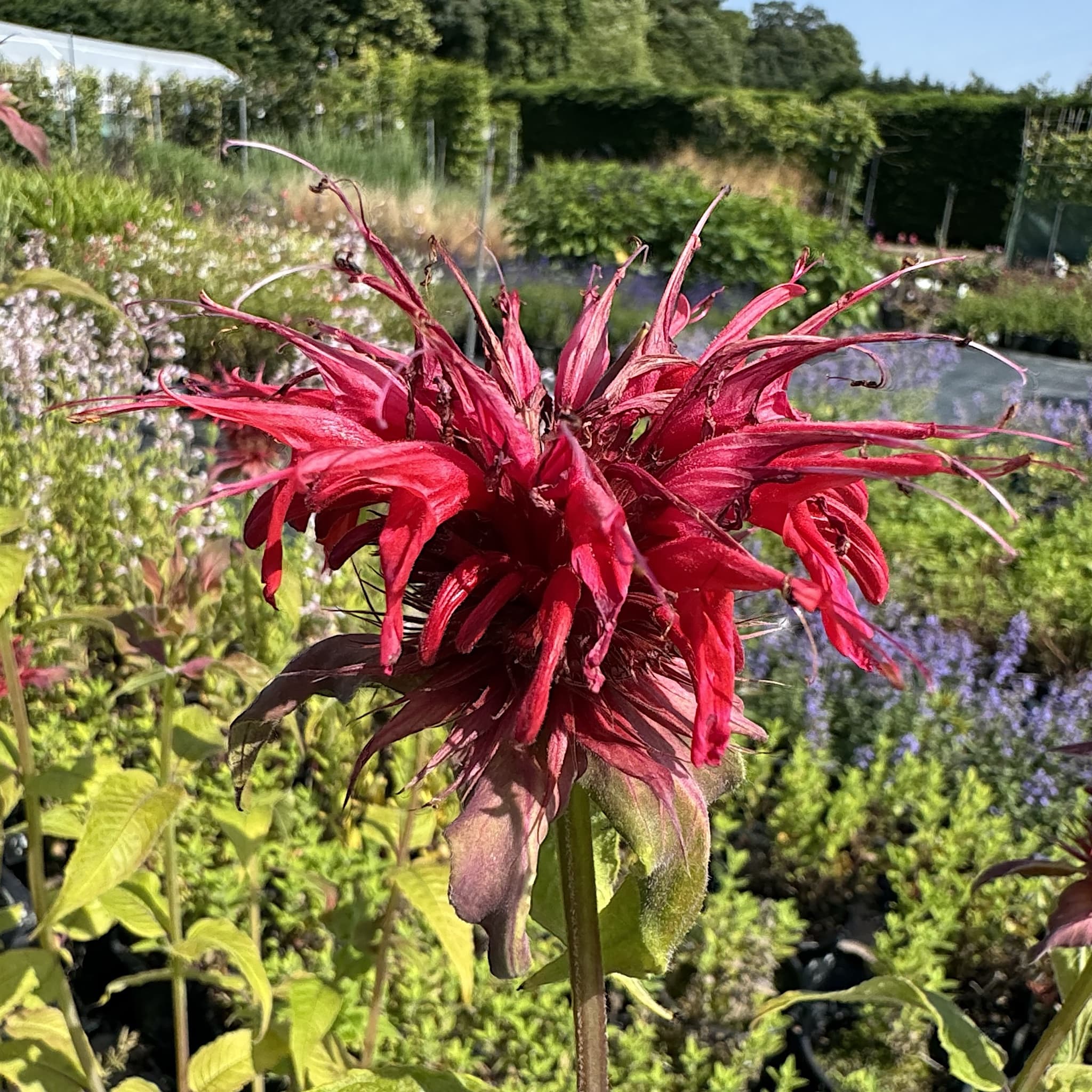 Monarda 'Cambridge Scarlet’
