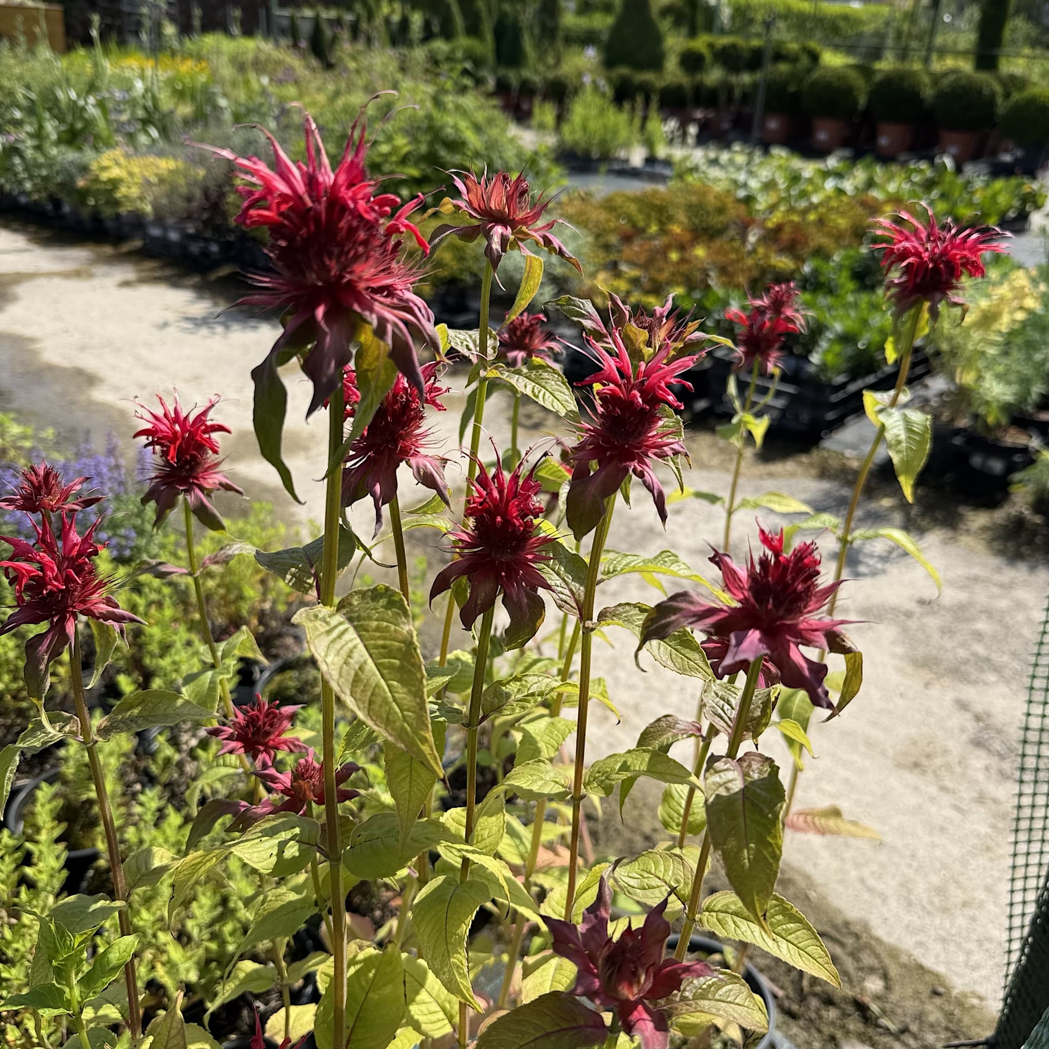 Monarda 'Cambridge Scarlet’