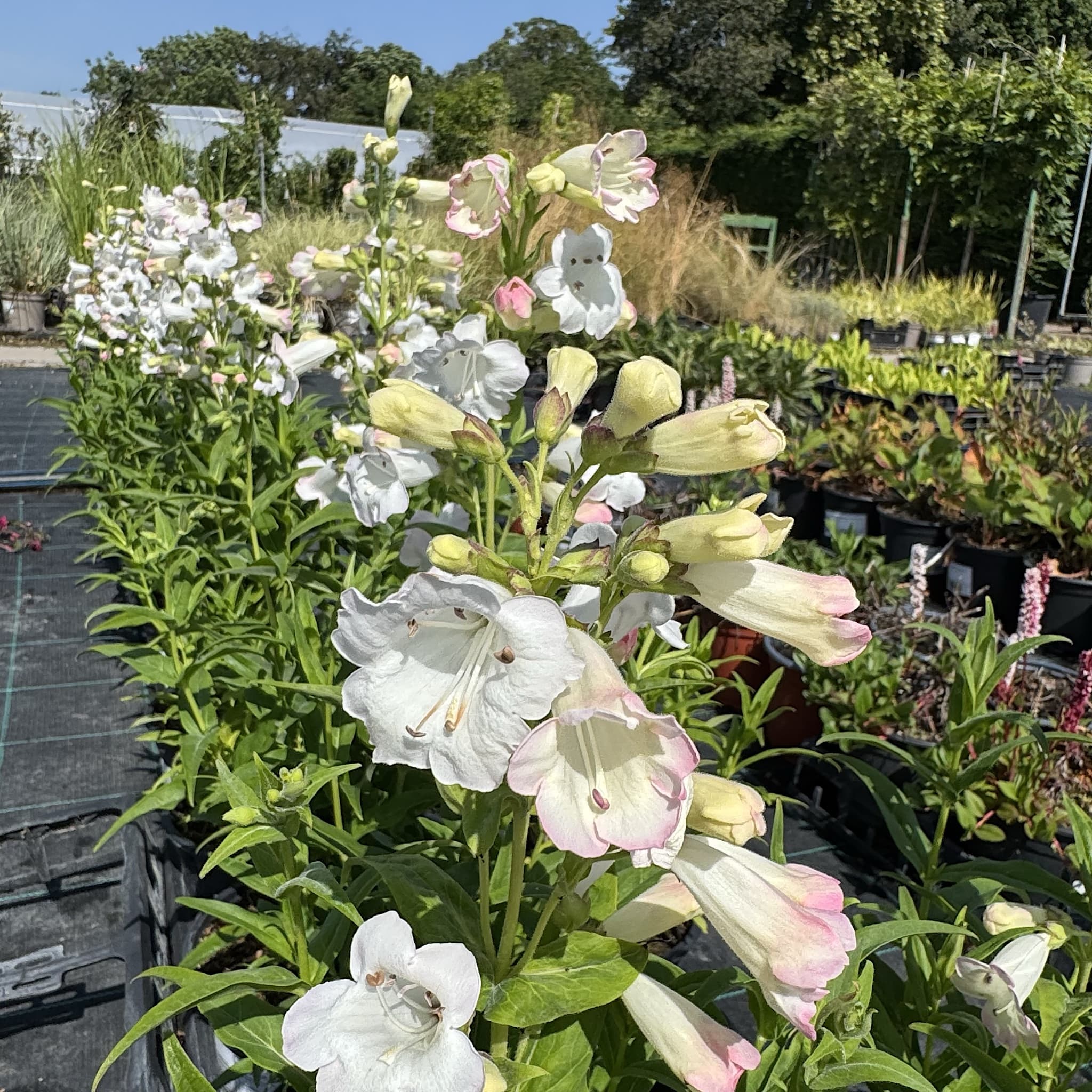 Penstemon 'White Bedder'