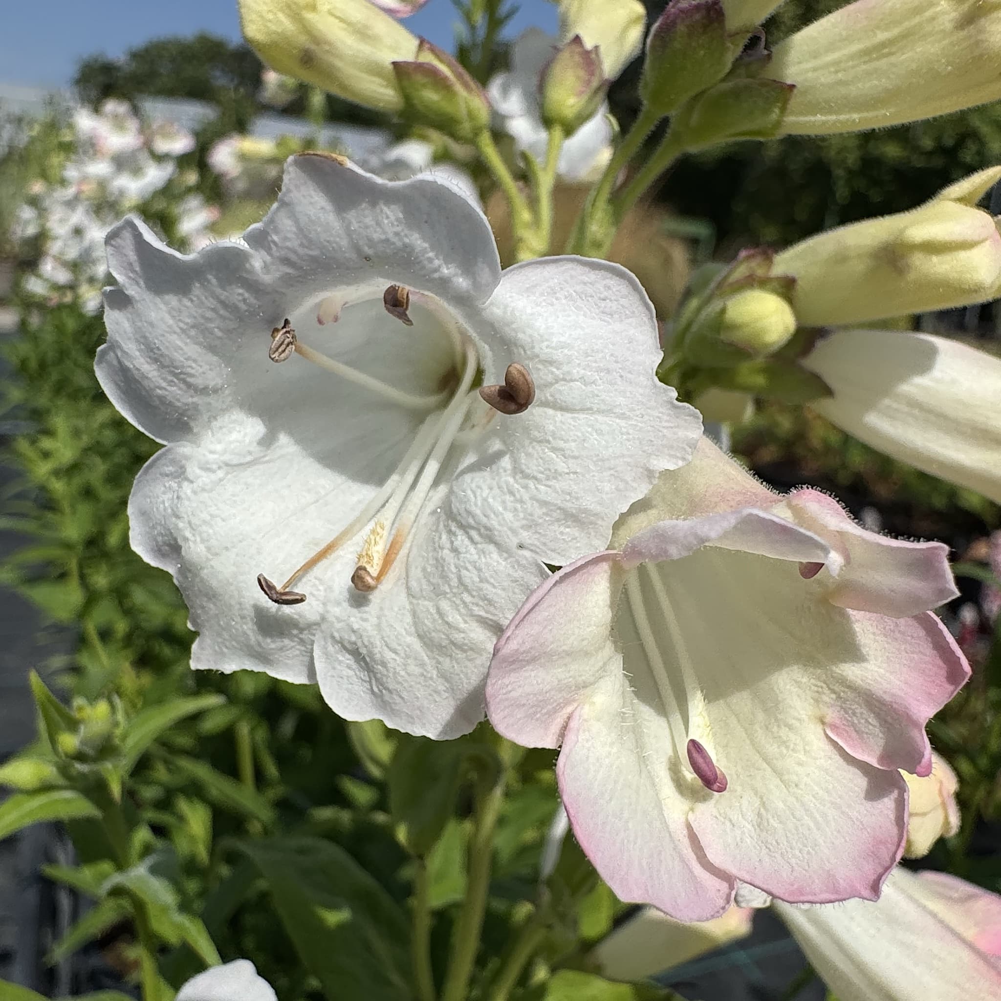 Penstemon 'White Bedder'