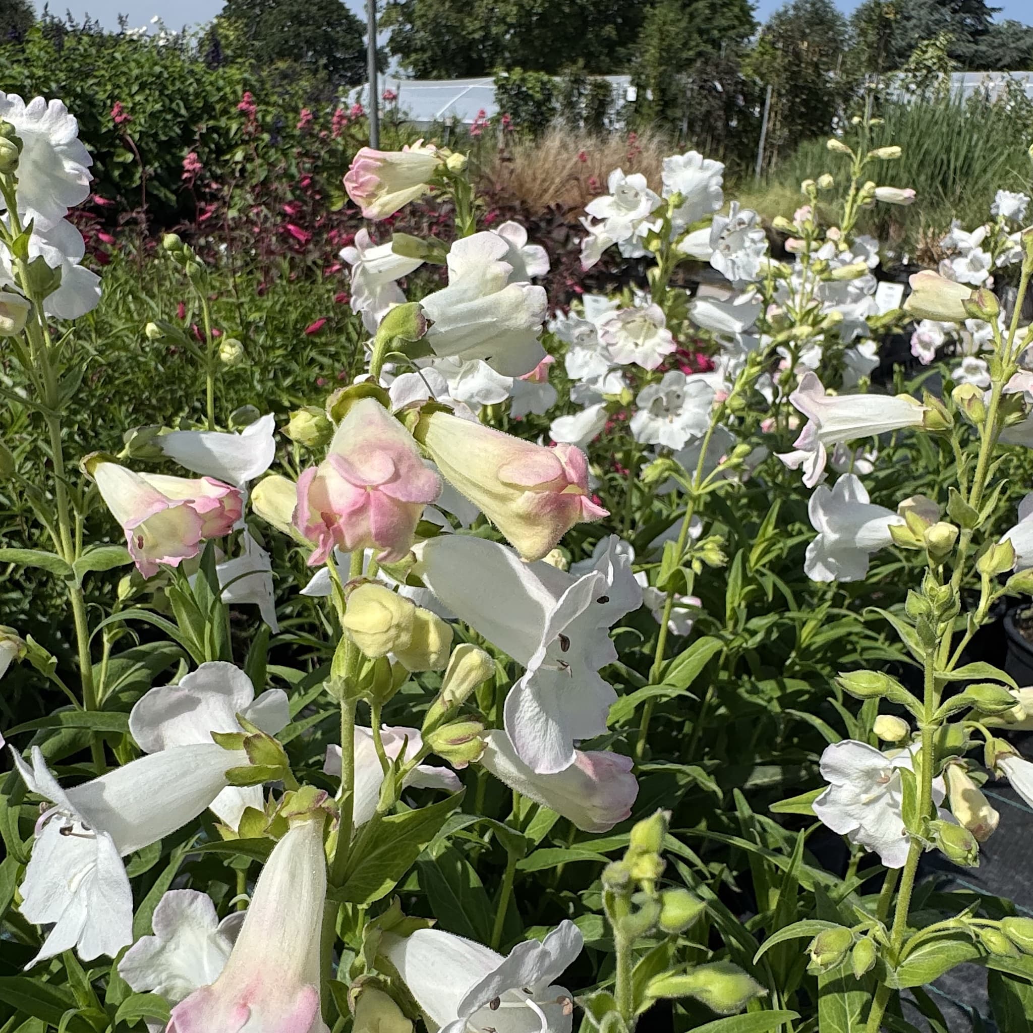 Penstemon 'White Bedder'