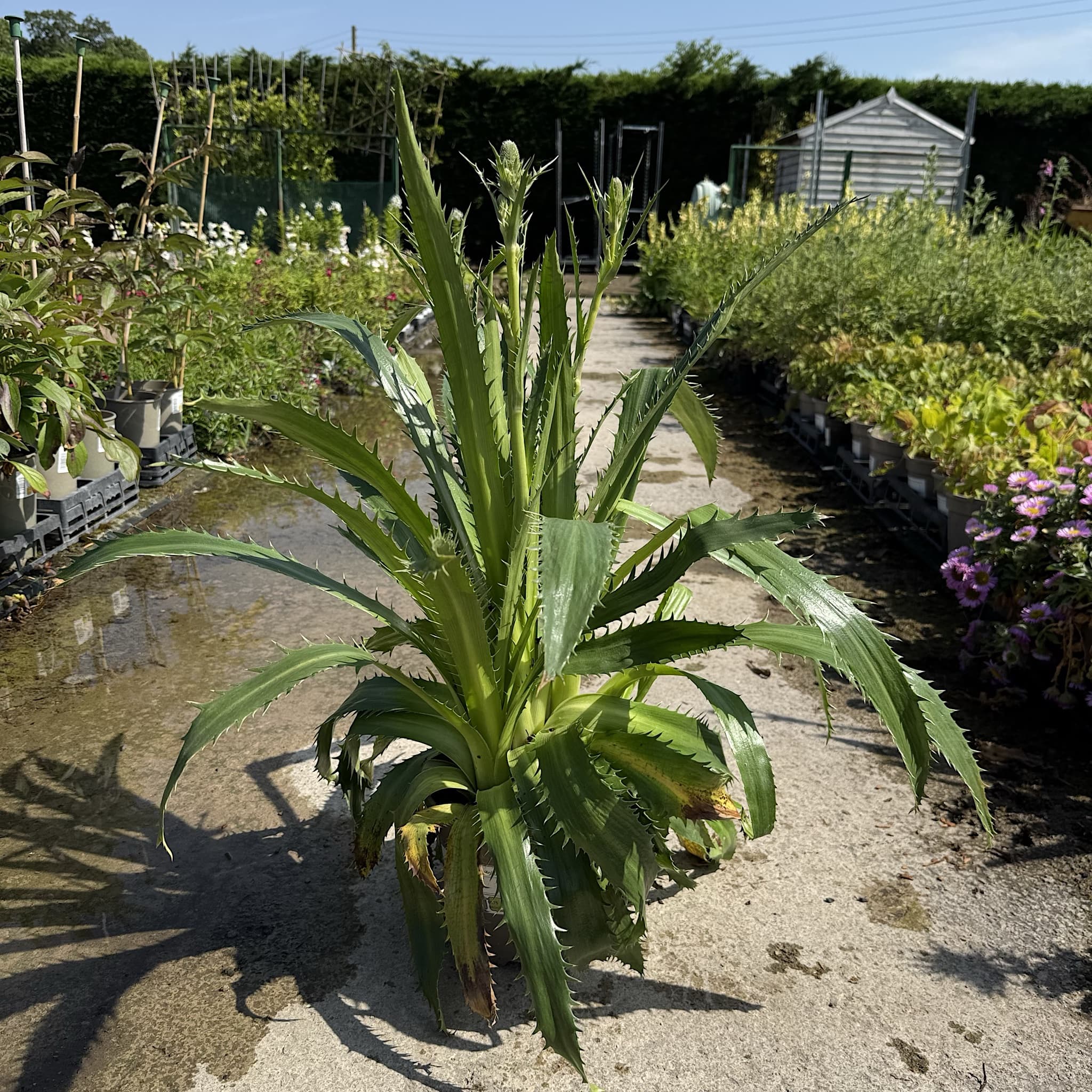 Eryngium agavifolium