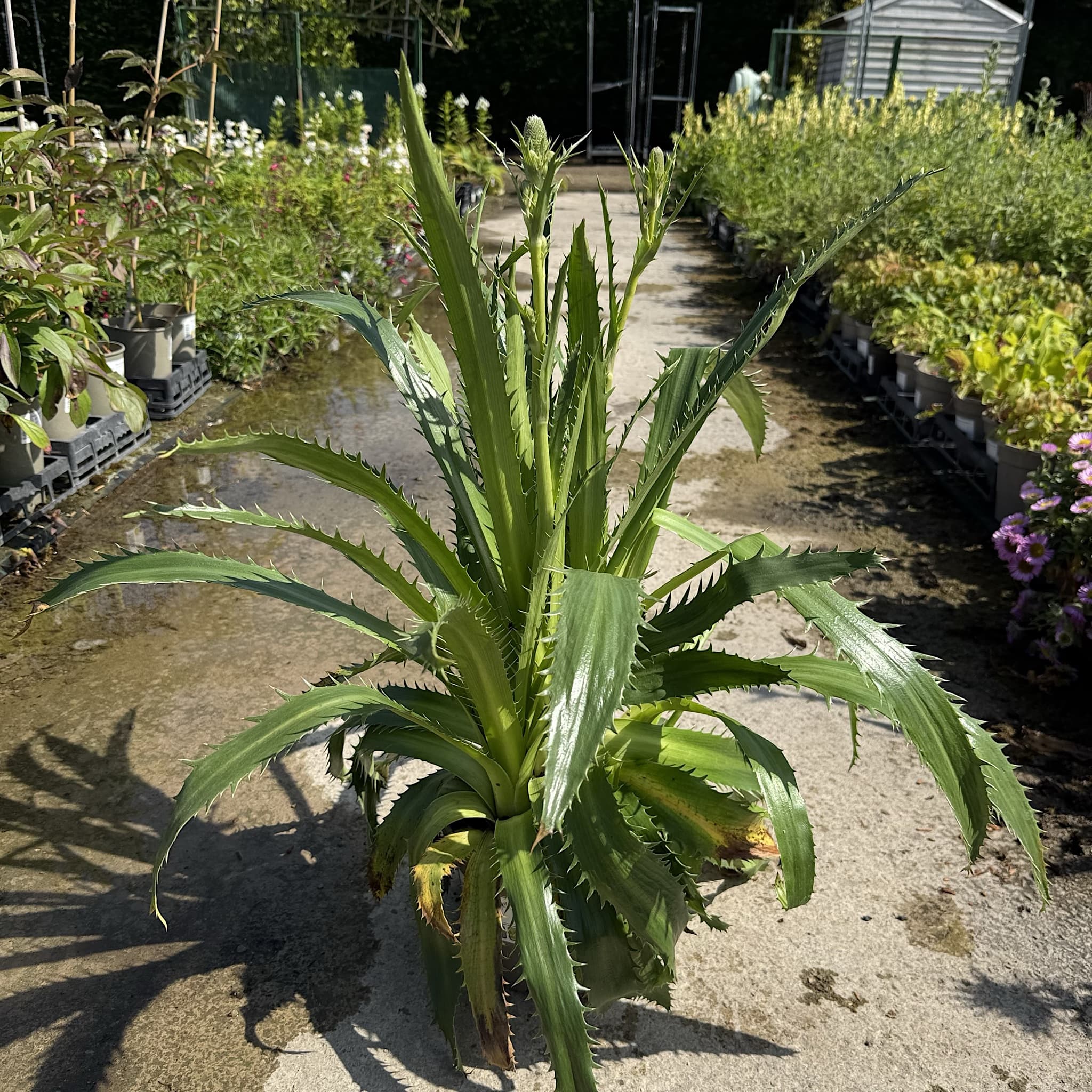 Eryngium agavifolium