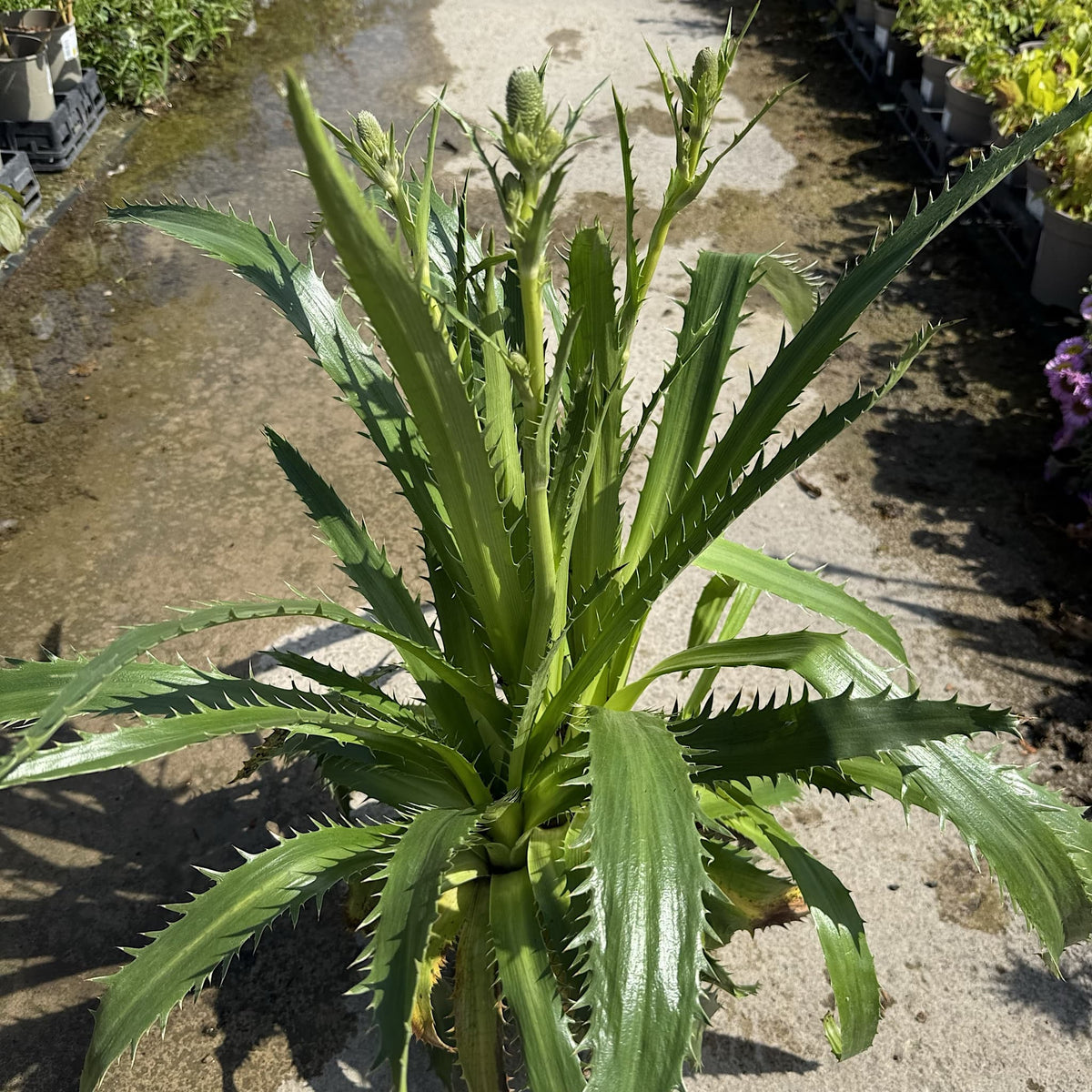 Eryngium agavifolium