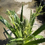 Eryngium agavifolium