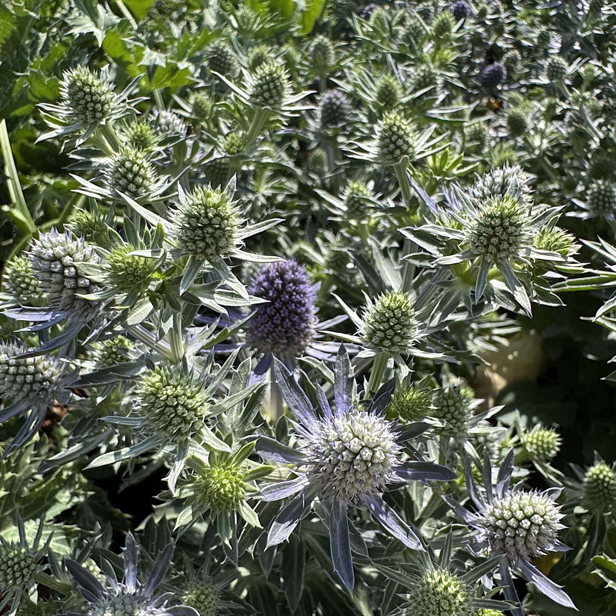 Eryngium 'Blue Hobbit'