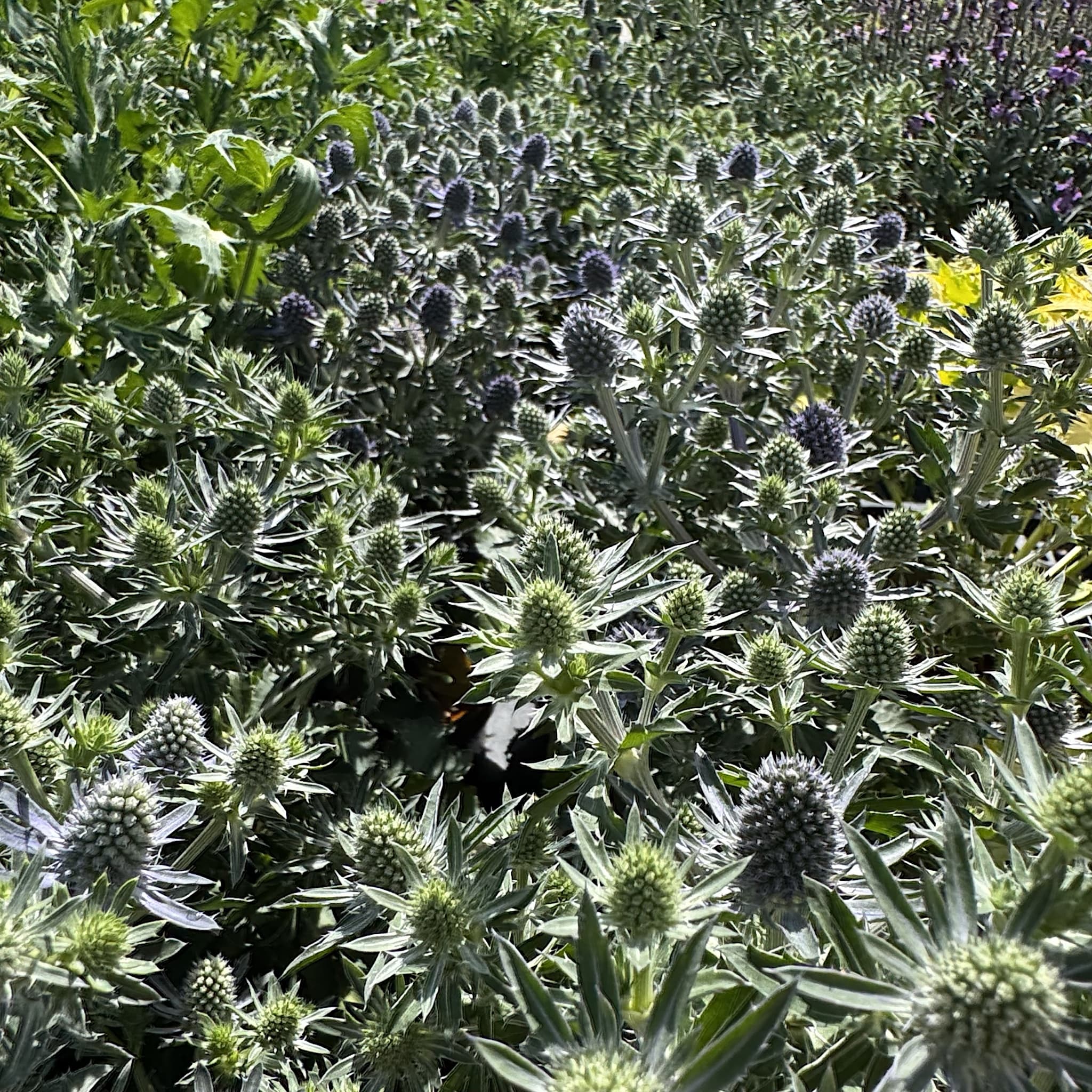Eryngium 'Blue Hobbit'