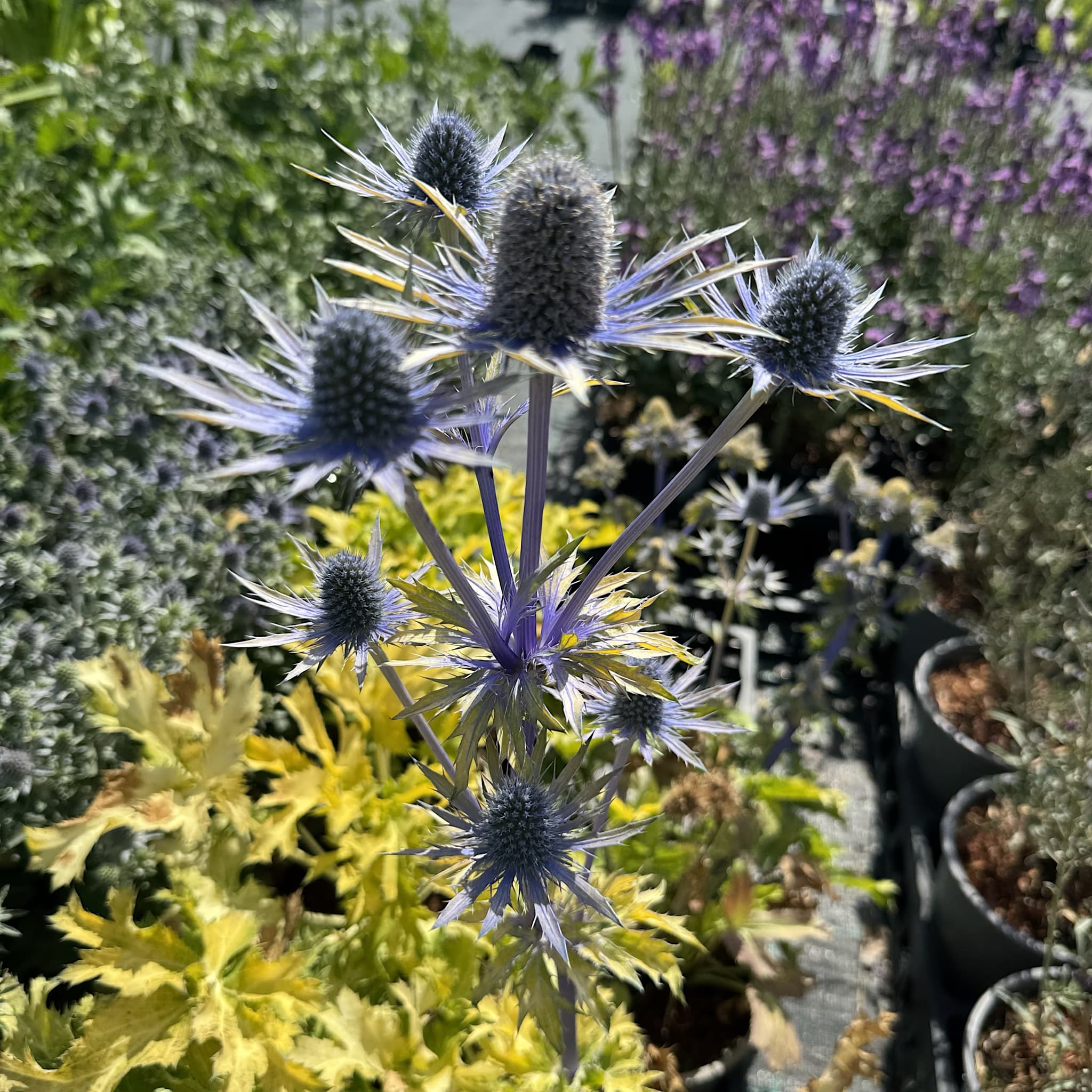 Eryngium 'Neptunes Gold’